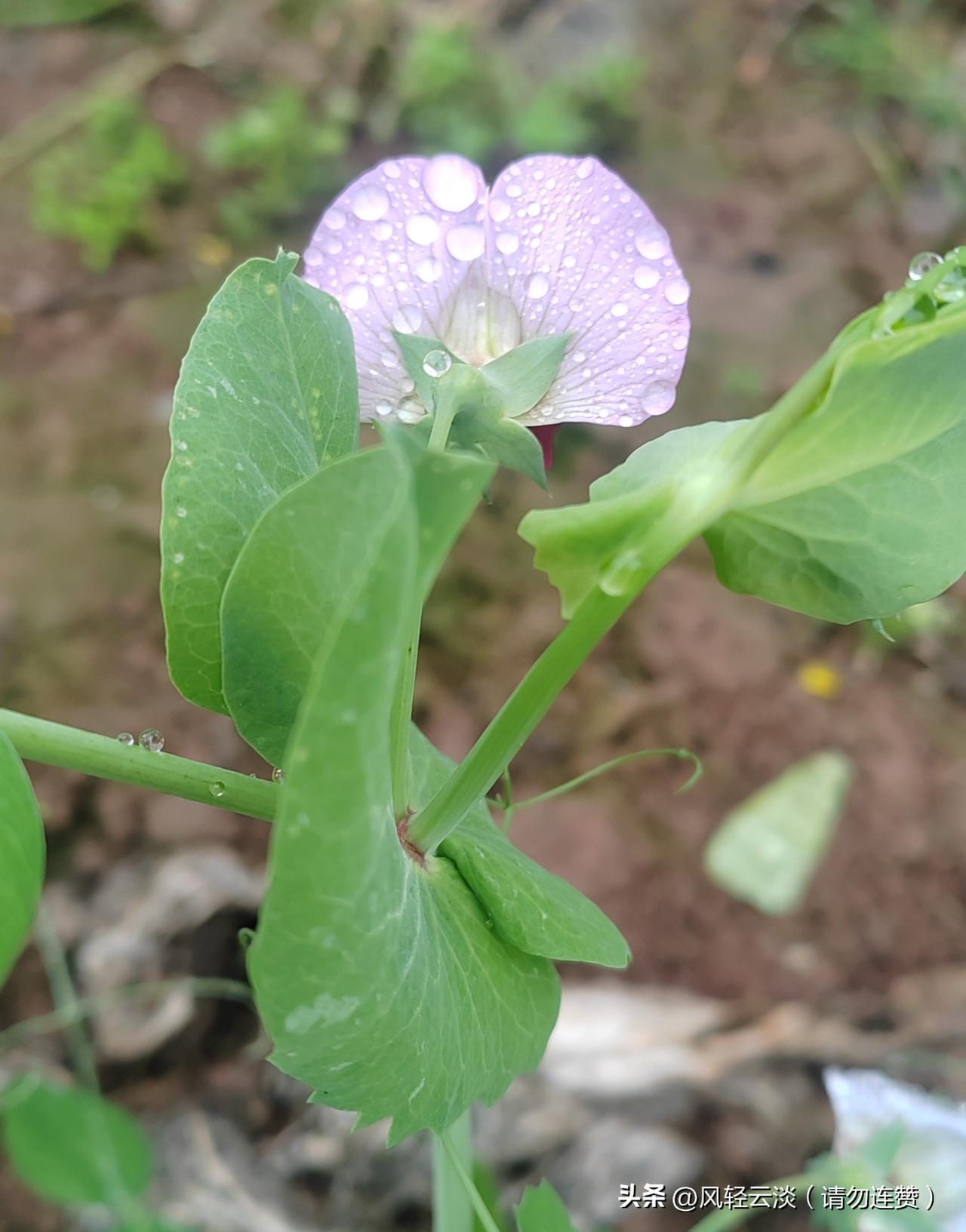 路过一片空旷的荒地，或许是未来某栋建筑的地基。
就在这片荒芜里，意外撞见了一株豌