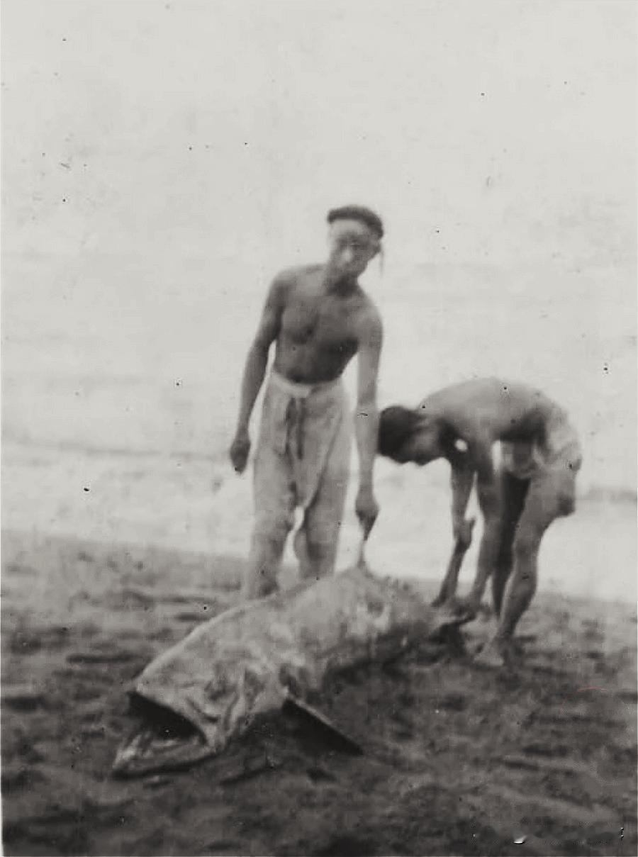 清朝末年，北戴河岸边，两名男子捕获了一条大鱼。这条悲催的大鱼张着大口，长相有些奇