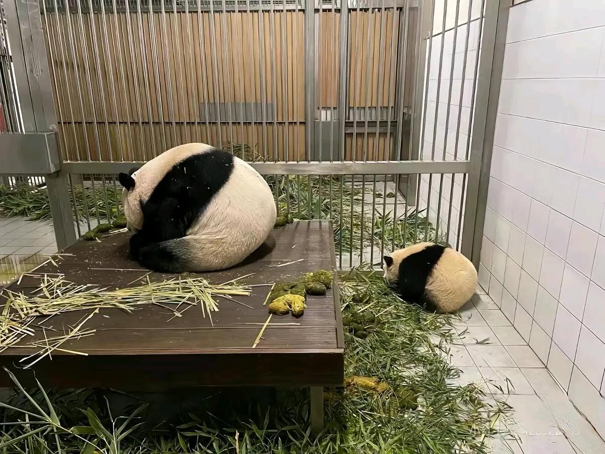 那些年
爱宝和猪猪的复制黏贴
以及神同步
新妮儿在爱宝很小的时候就去世了
但是，