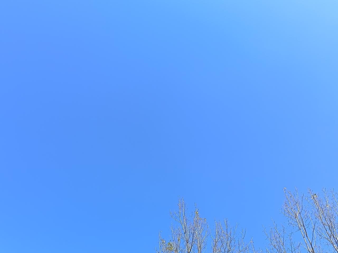 底下枯瘦的枝桠翘着尖儿，往这蓝里探——像要蘸取这抹颜色，在天地间写封没寄出的信。