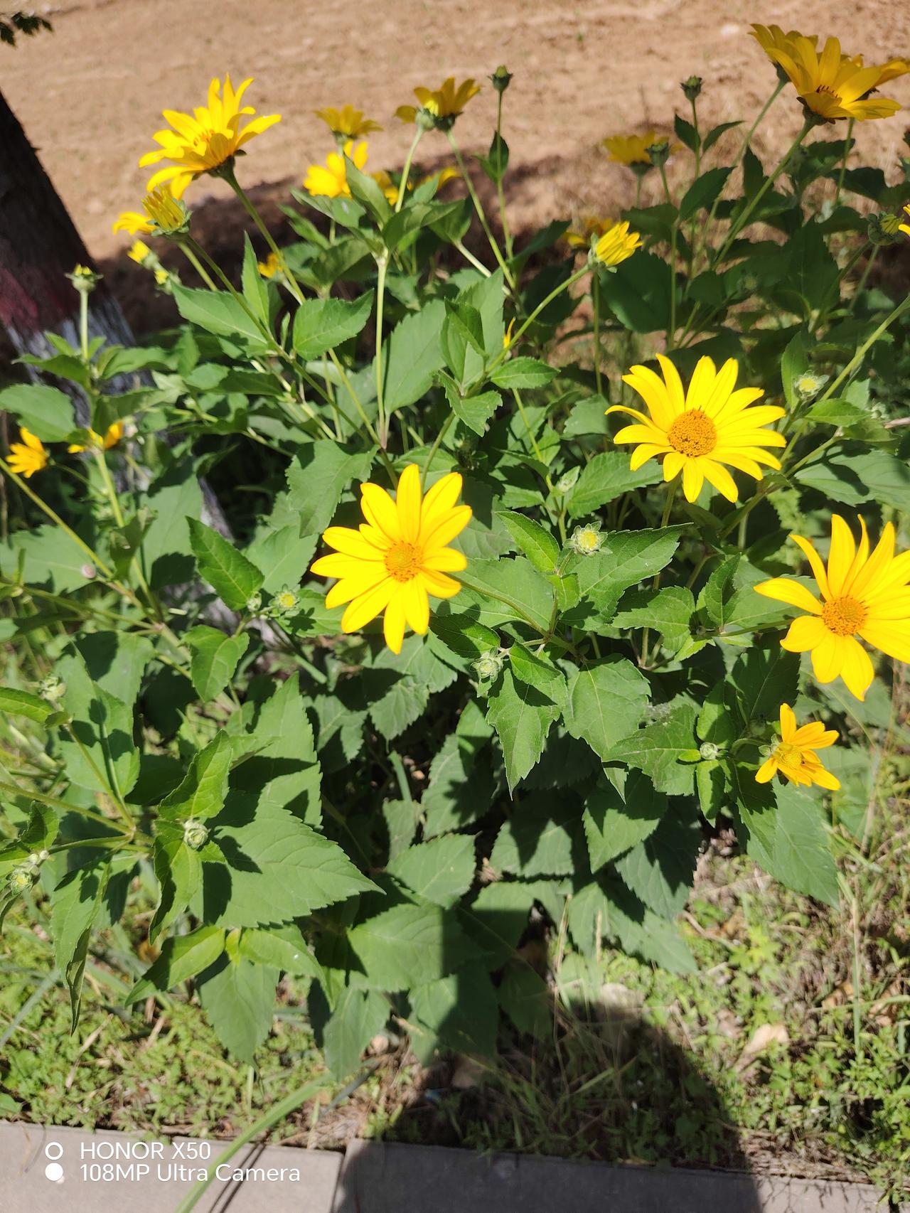 阳光明媚，花儿开得正旺。