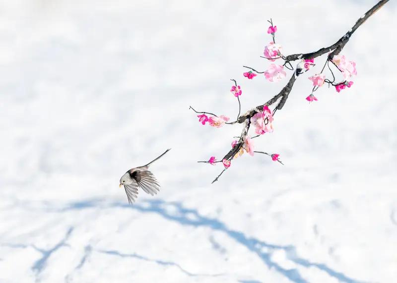 雪中飞会来一波流量不
10月18日，有网友表示，其购买的阿迪达斯羽绒服实为雪中飞