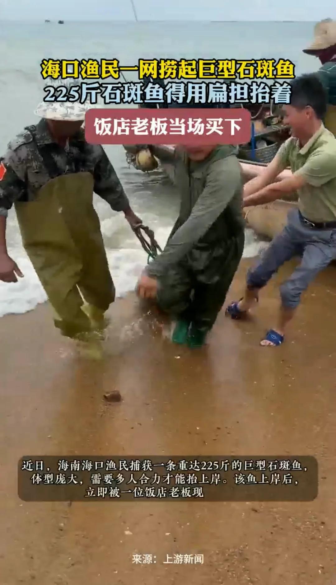 海口渔民一网捞起巨型石斑鱼，225斤石斑鱼得用扁担抬着，饭店老板当场买下