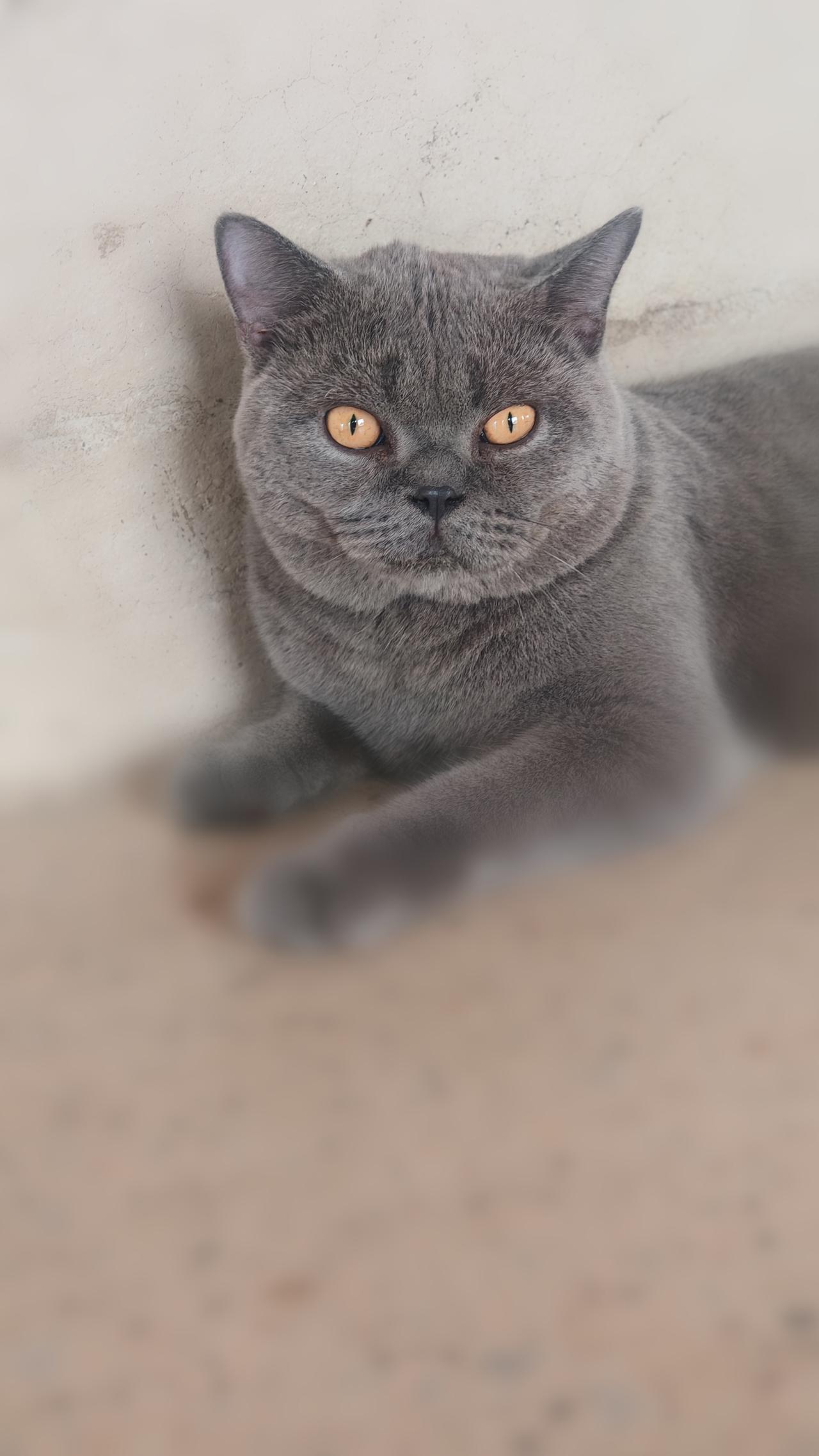 随手拍张照猫咪趣图