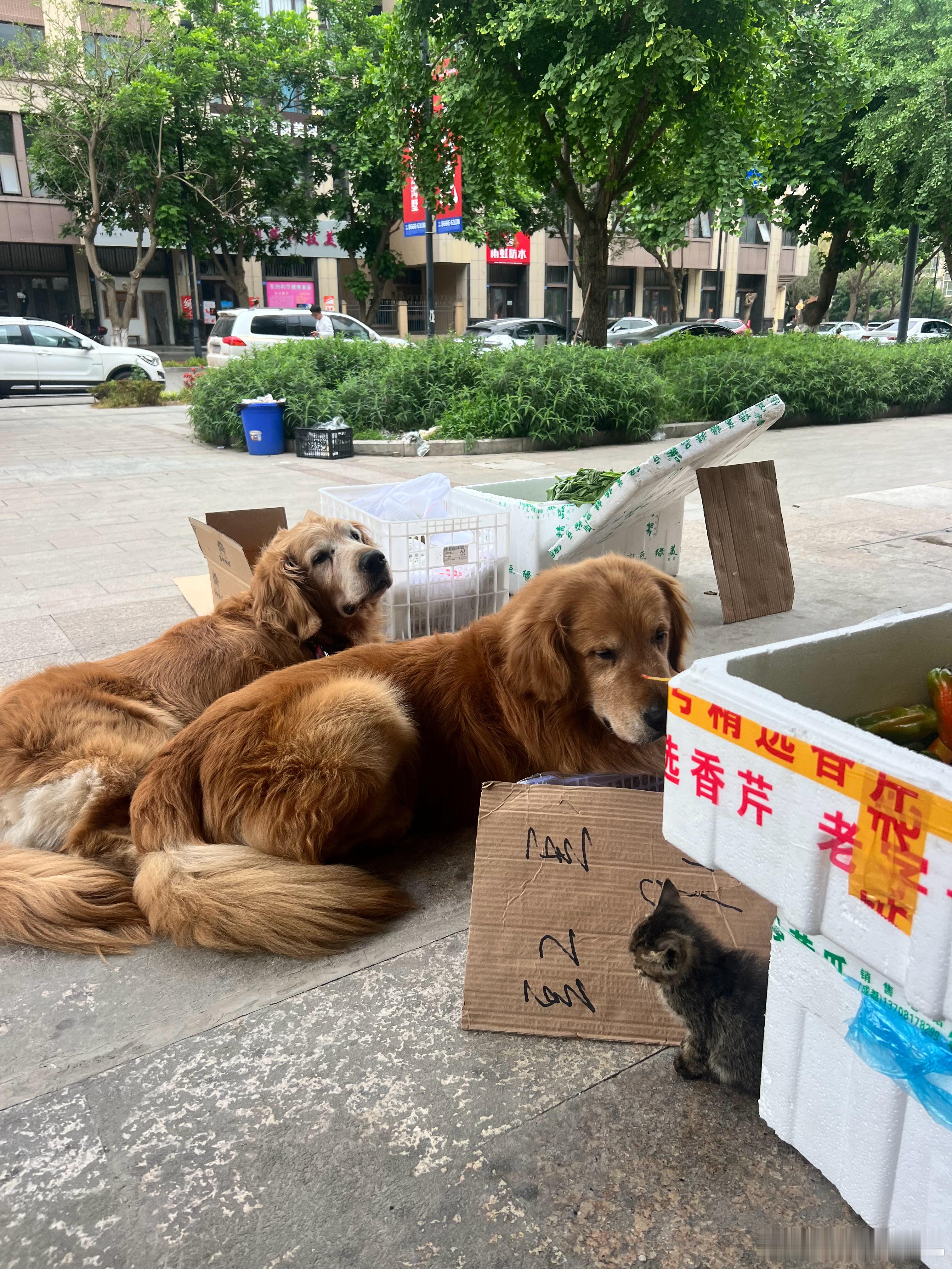 是小猫咪呀 ​​​