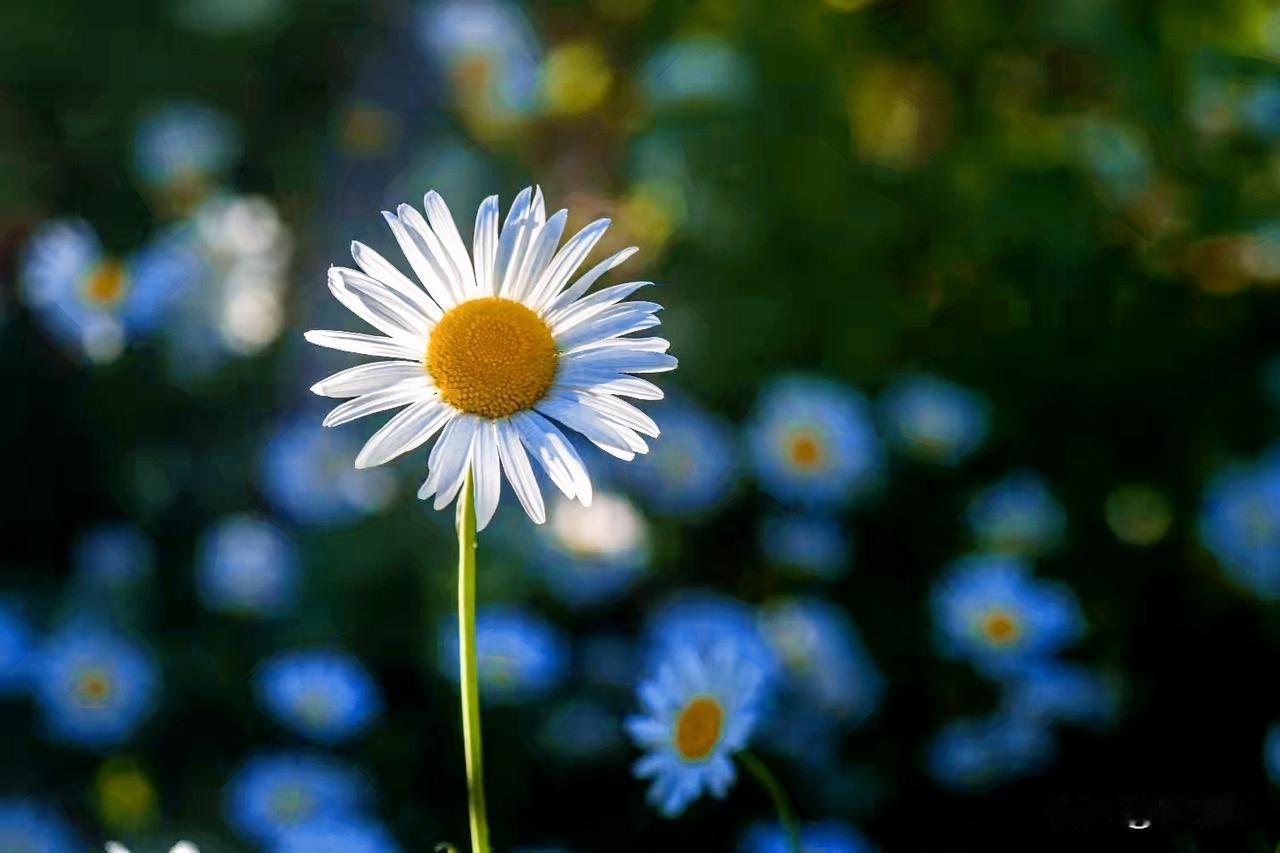 白晶花