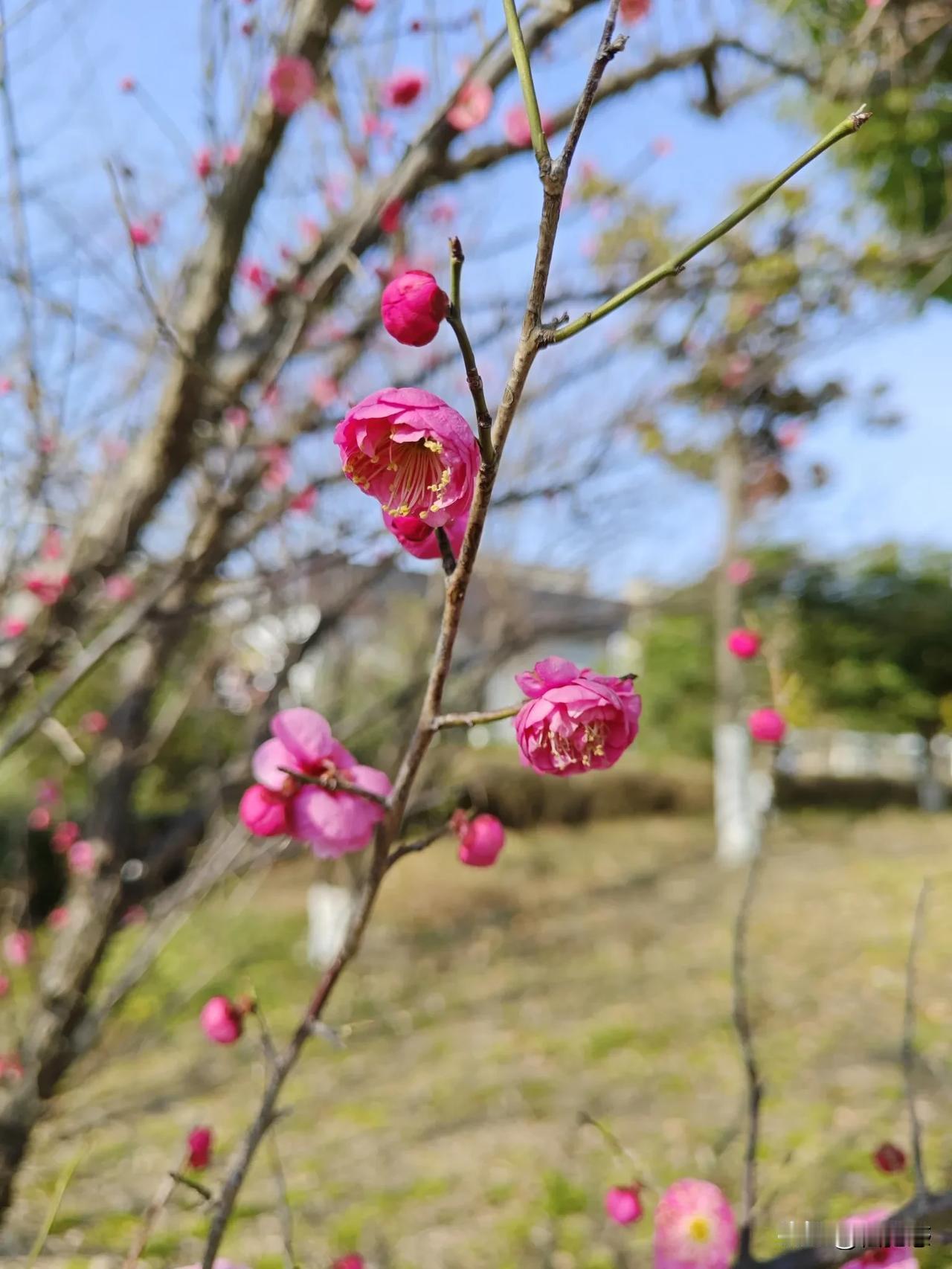 梅花