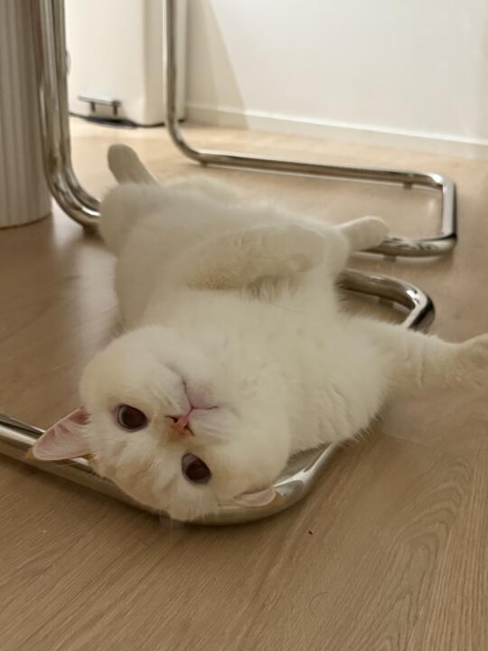 周一 想当只猫