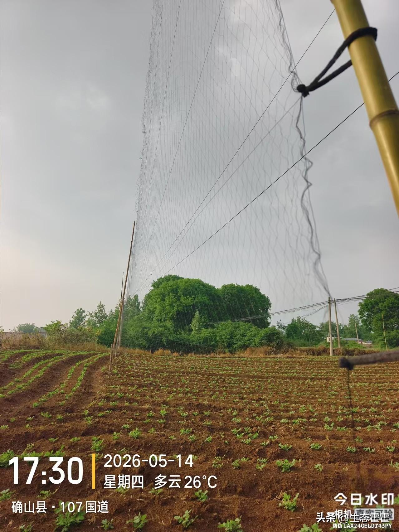 简易竹竿绳索实现绿色生态驱鸟5月14日，中国零鸟网志愿者在驻马店田间巡查发现，当