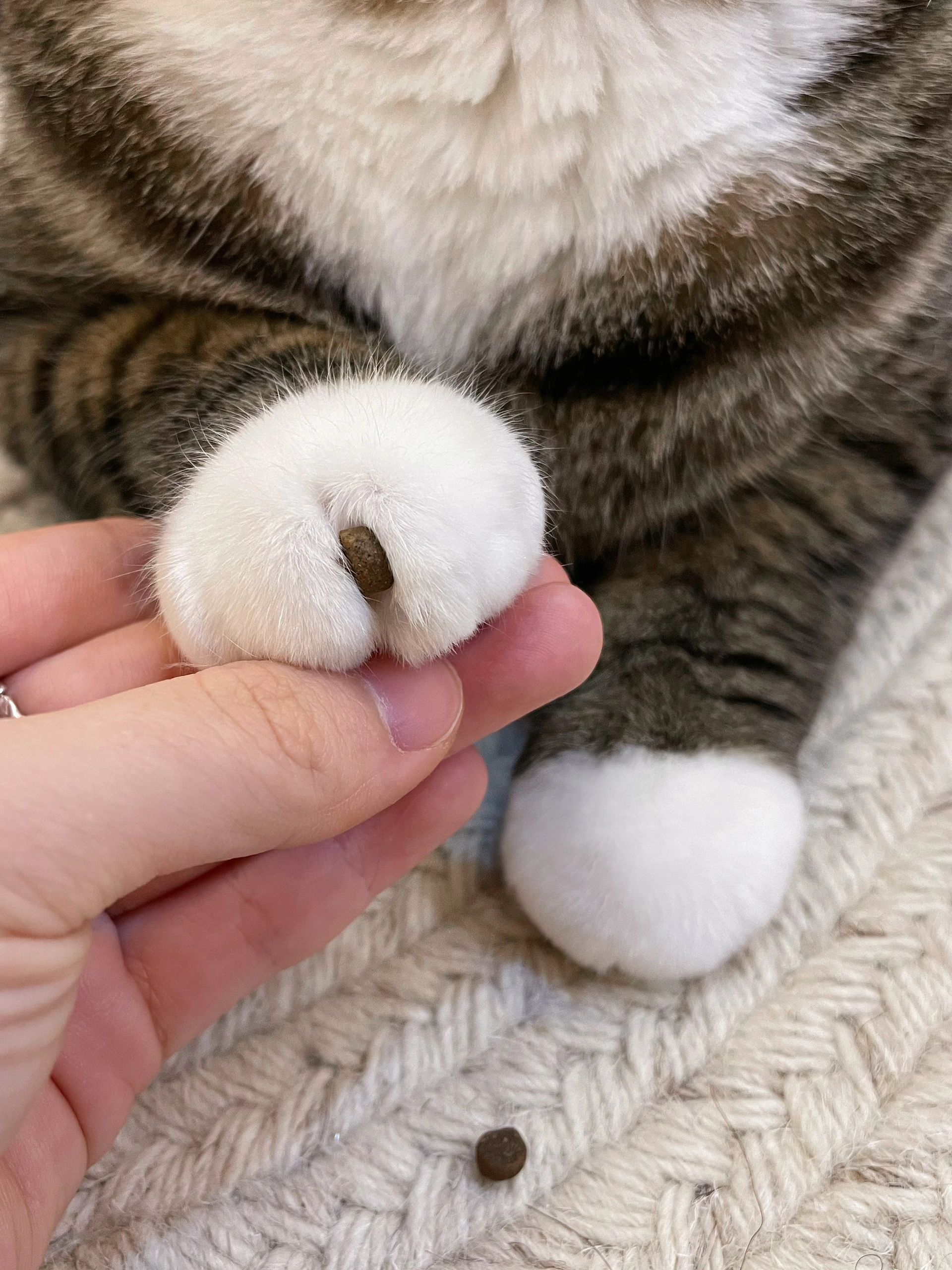 猫猫山竹🐱 