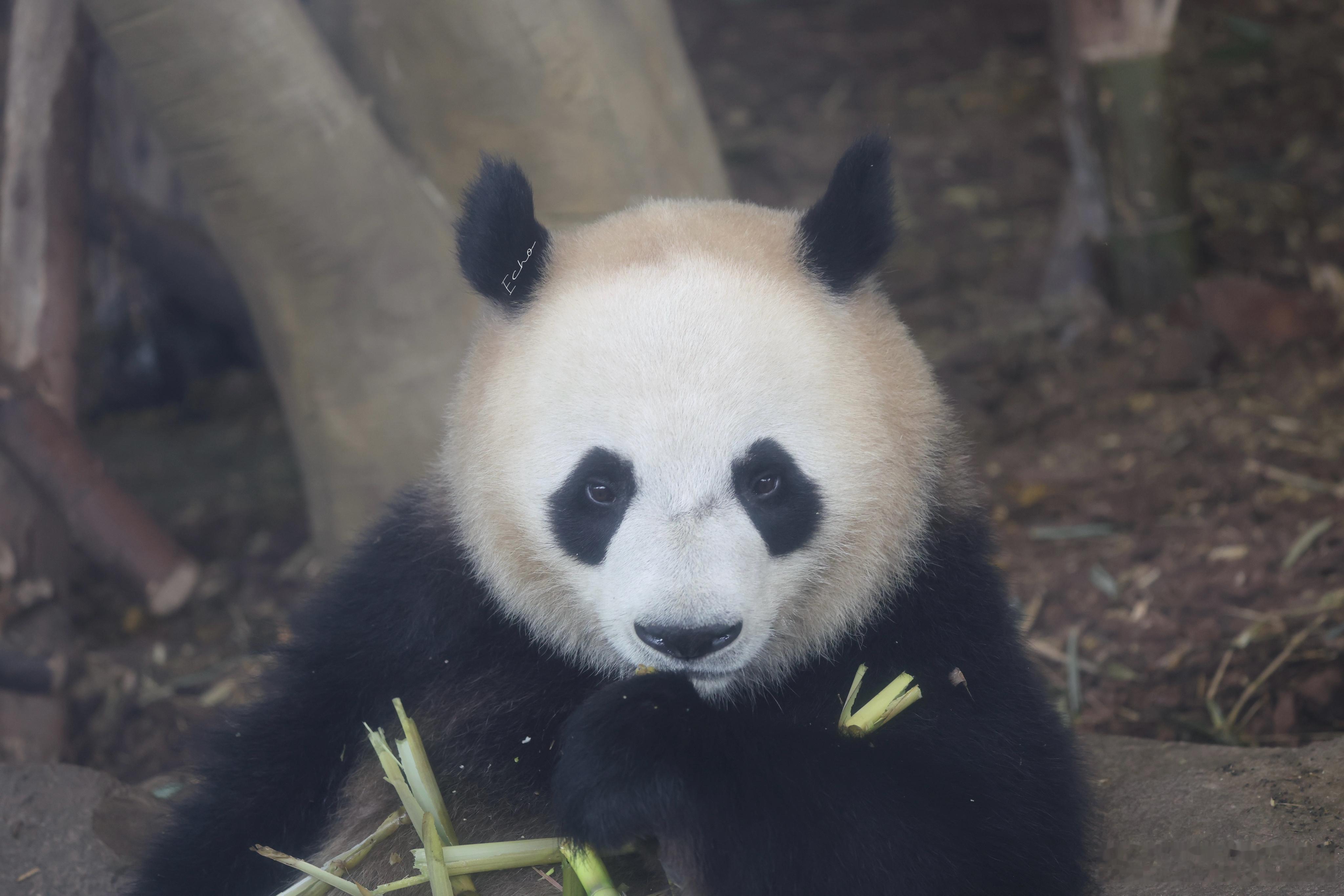 大熊猫润泽润洋  美洋洋，乖乖和搞笑无缝切换 成都·成都大熊猫繁育研究基地