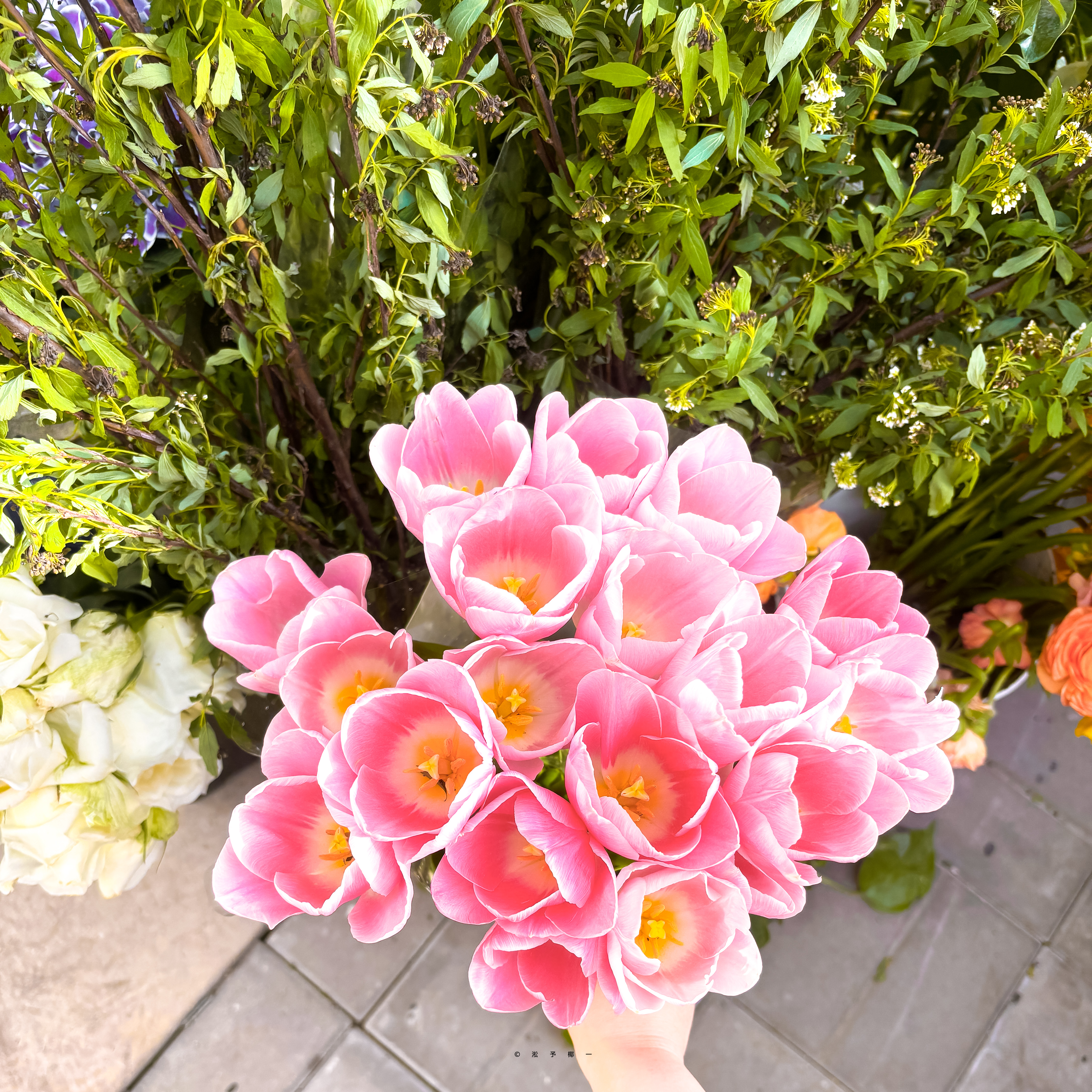 🍃_春暖花开｜张婧仪 