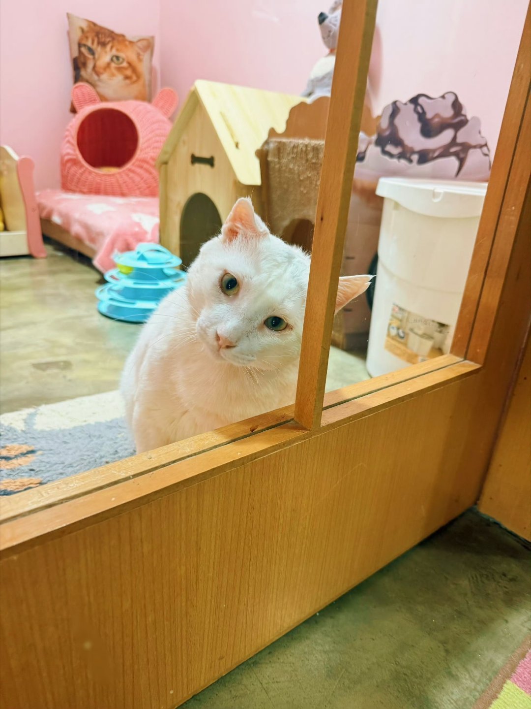 大哥: 这哪里是我的仔？我连女朋友都没有，别瞎说猫咪 ​​​