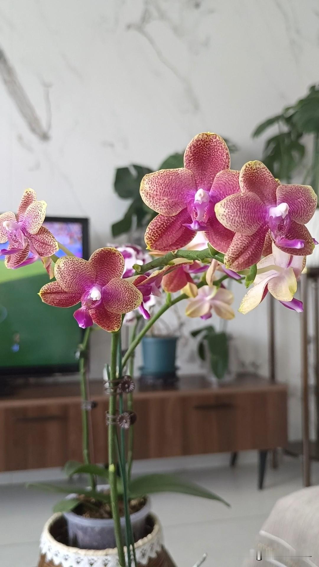 蝴蝶兰这种花卉真的很有意思，这个季节按说已经到了休眠的季节，可这棵蝴蝶兰真是与众