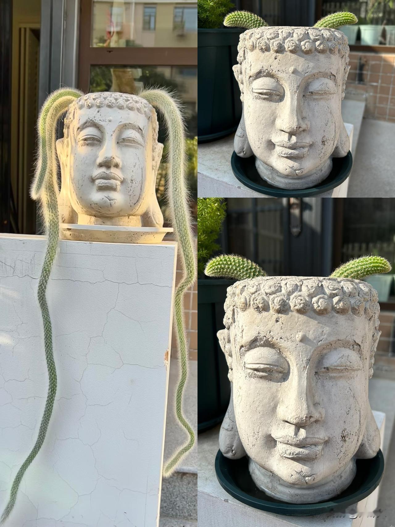 家人们，不知道这样会不会丢功德？
看到姐妹分享的绿植，太有趣了，
可能是我保守了