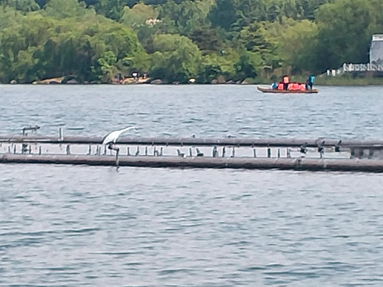 一般来说，大型的是过客，像小的白鹭，海鸥，野鸭土著的多，还有几种黑色的和灰色的水