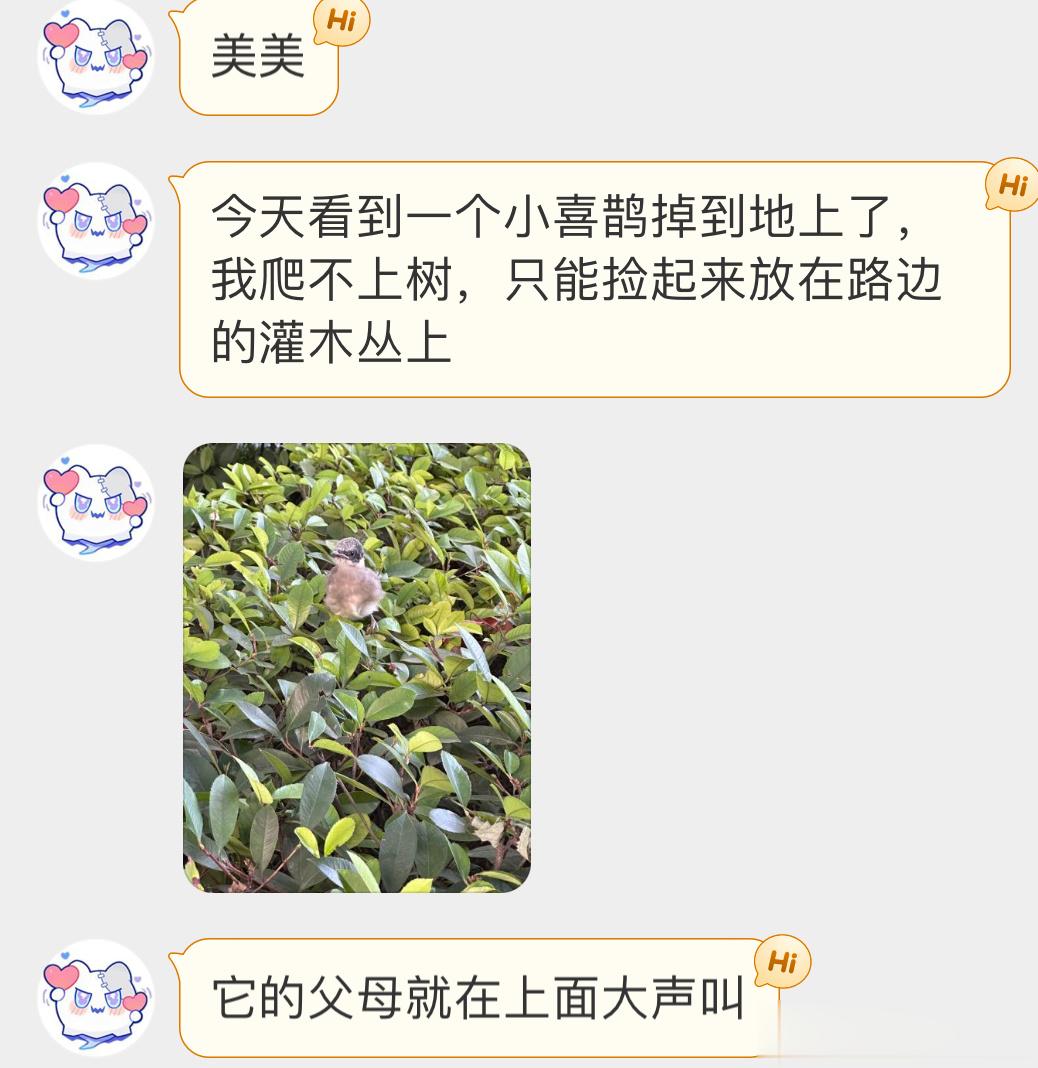 #鸟粉投稿# 地上捡到的【灰喜鹊】宝宝👶🏻呆萌呆萌的[毛球] 它其实可以扑腾