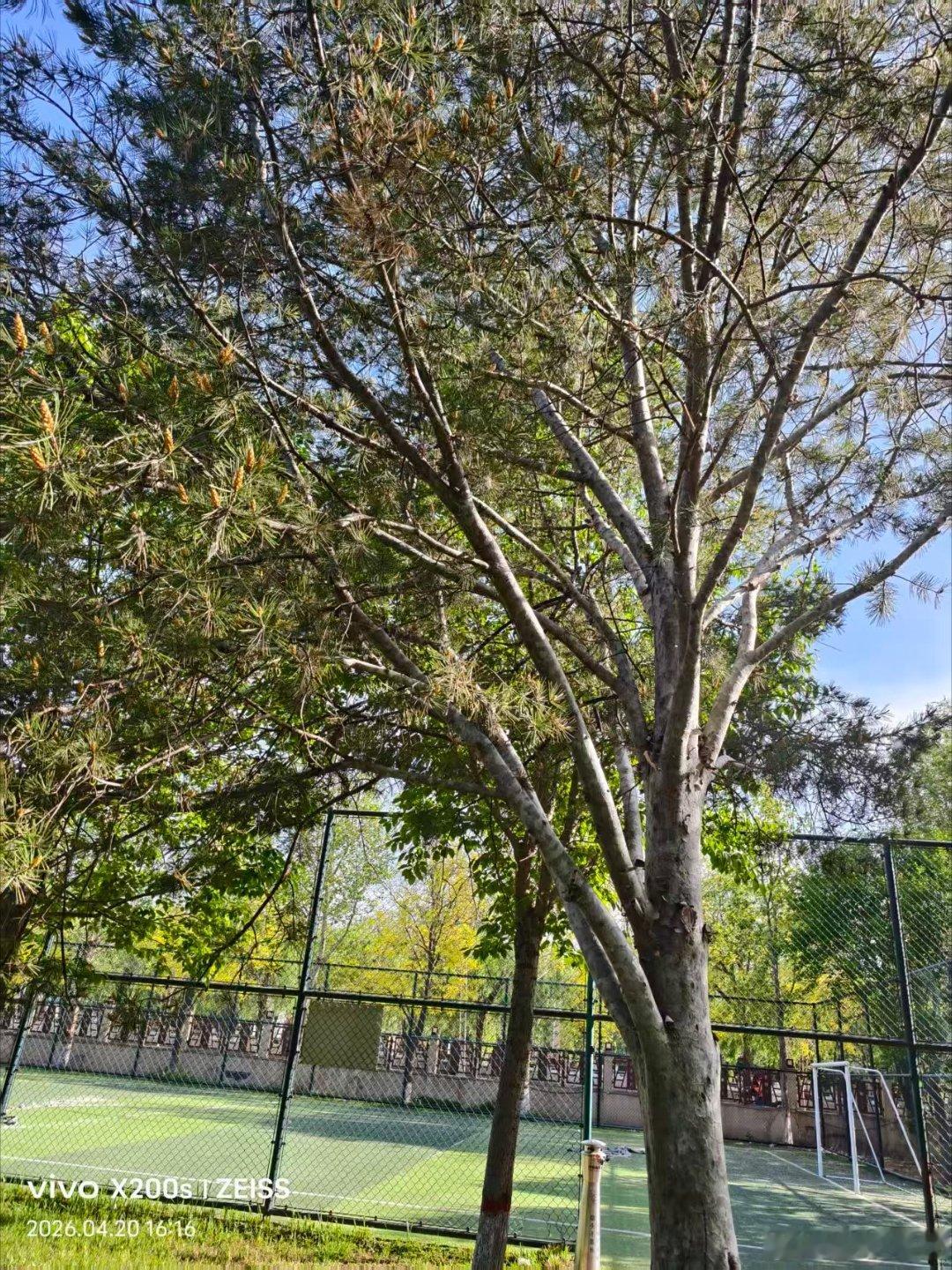 vivo 周末的时光，就是放心一下心情。用绿色治愈心情，用vivo手机记录美好生