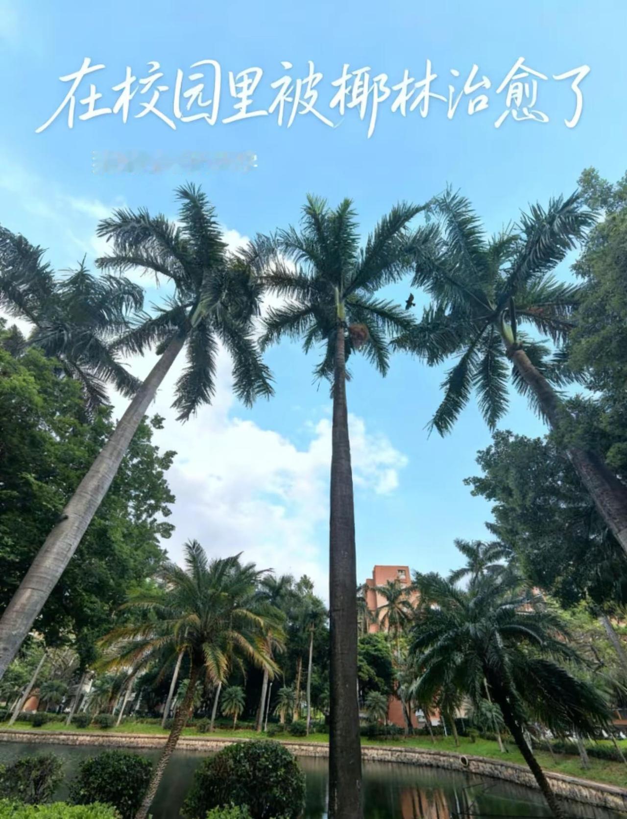 @抖加🔥上热门🔥dou+🔥热点宝