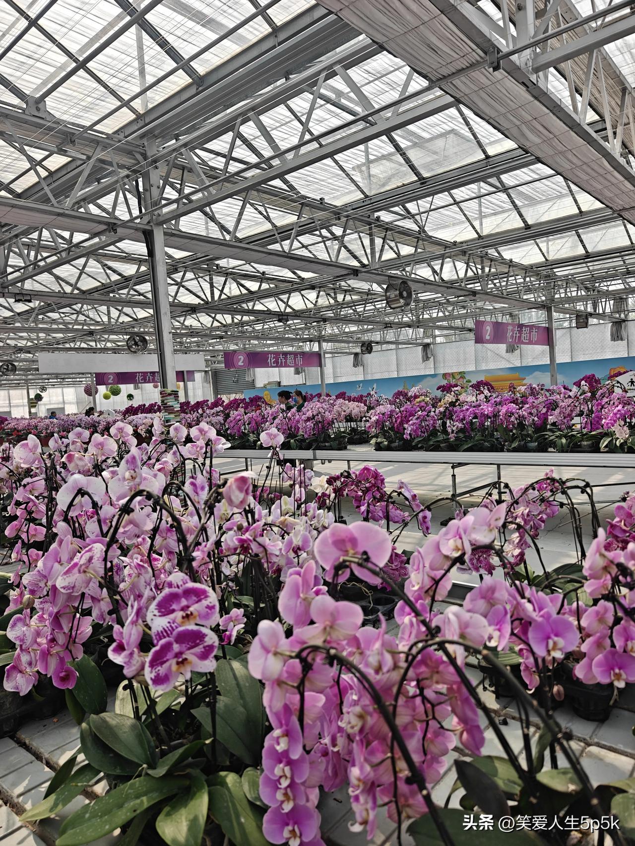 晒出你相册里的花花草草百花争艴，春天兰花香。