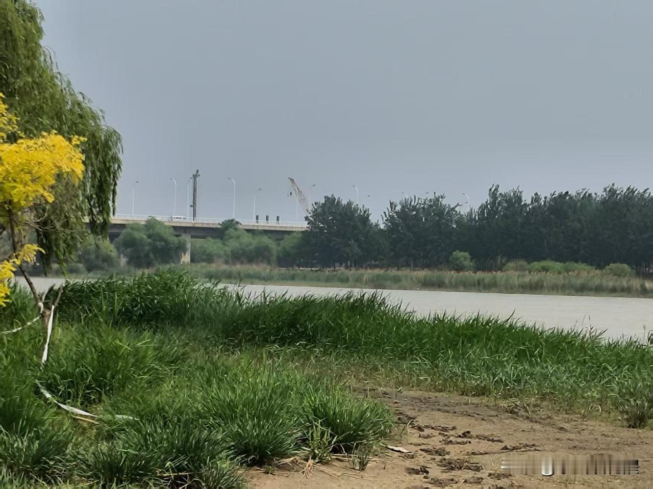 永定新河岸边的浪漫风景，一对新人在拍婚纱照，堤岸上碧绿的草坪，新娘子穿着白色婚纱