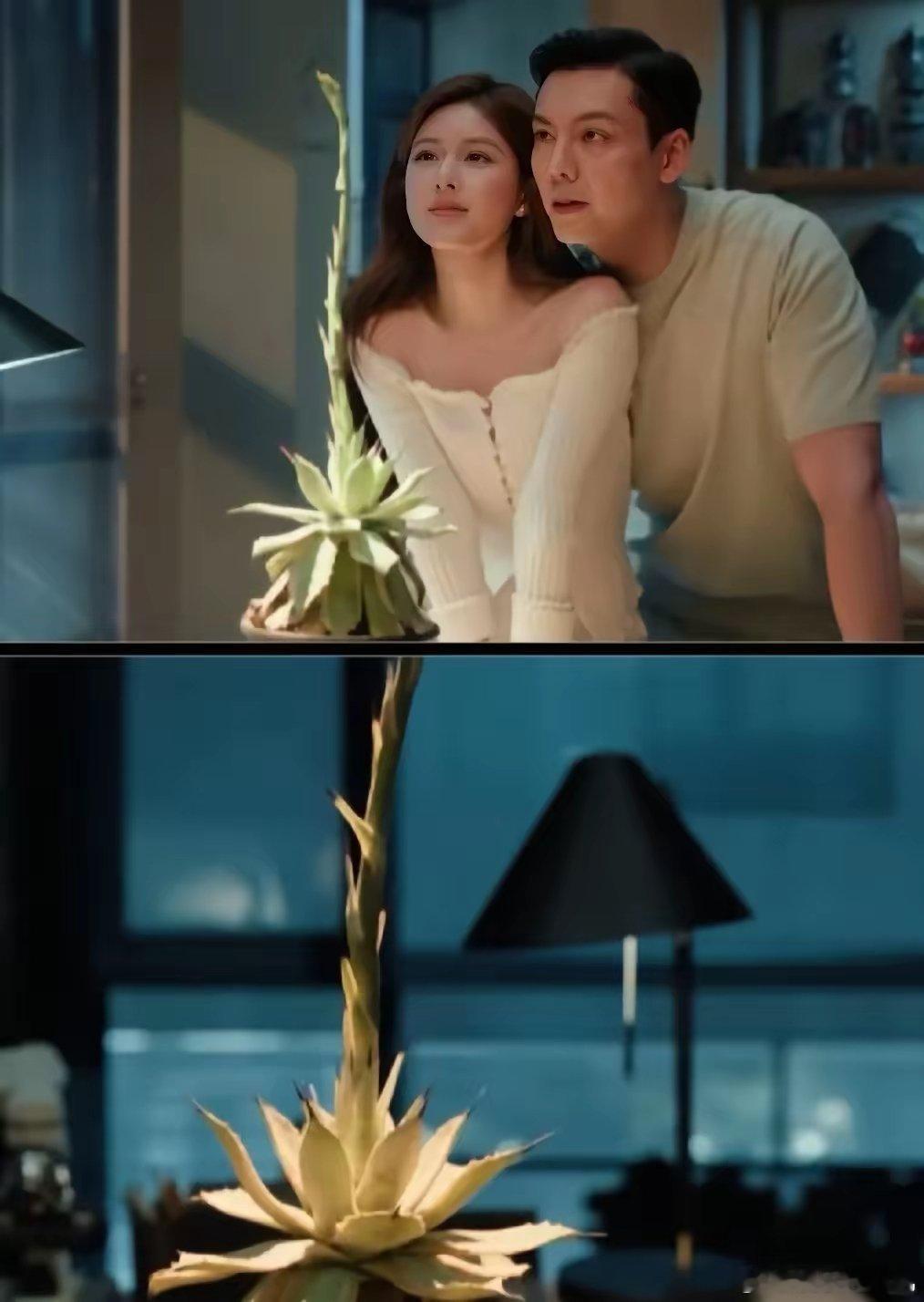 《许我耀眼》细节就是沈皓明那条龙舌兰做成的龙，是真的[耶]​这个剧组原来这么用心
