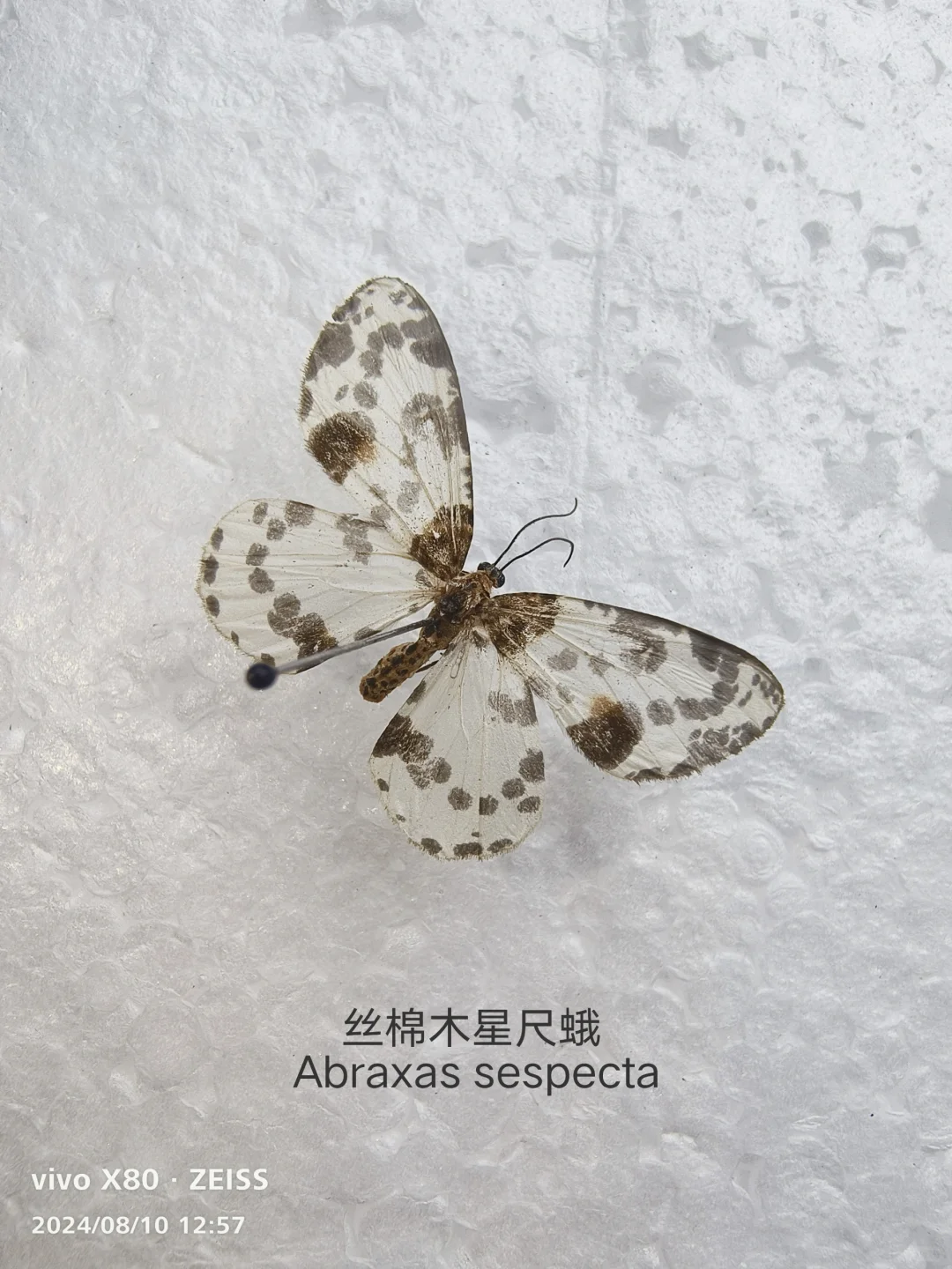 丝棉木金星尺蛾