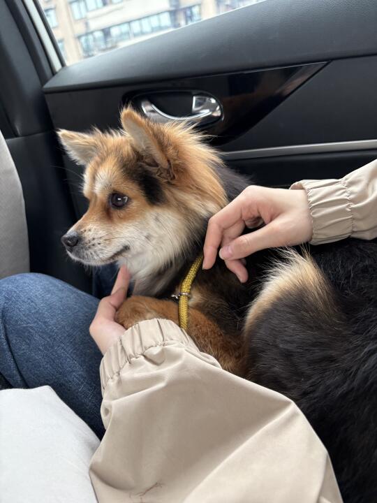 偶们带狐狸小黑去荒野之国啦