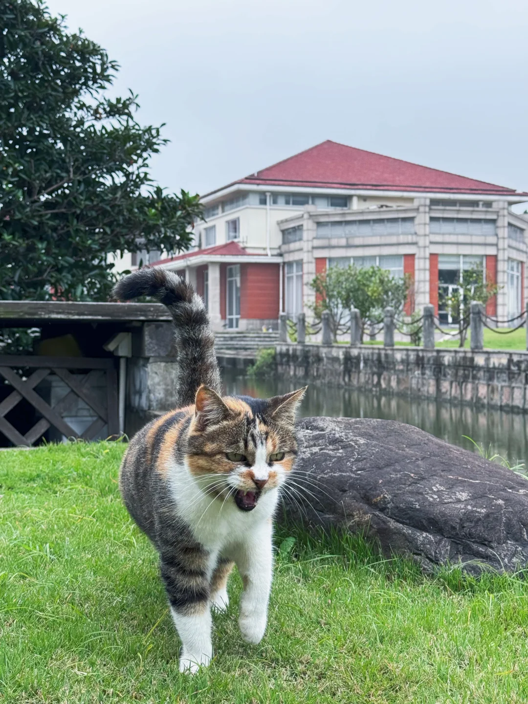 猫咪总能在不经意间带来惊喜。它们可能在一朵花上打盹，或者在一个小角落里...