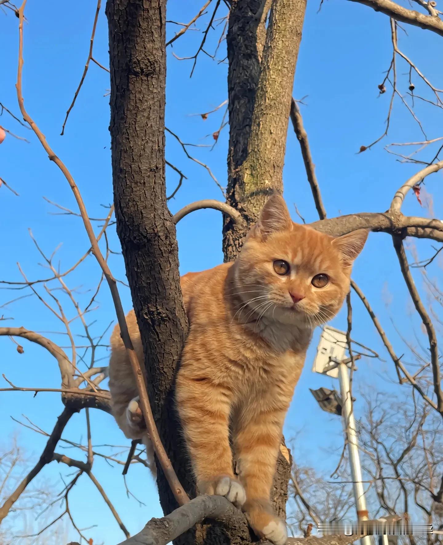 好可爱，好可爱，我宣布，橘猫就是阳光下的天使​​​