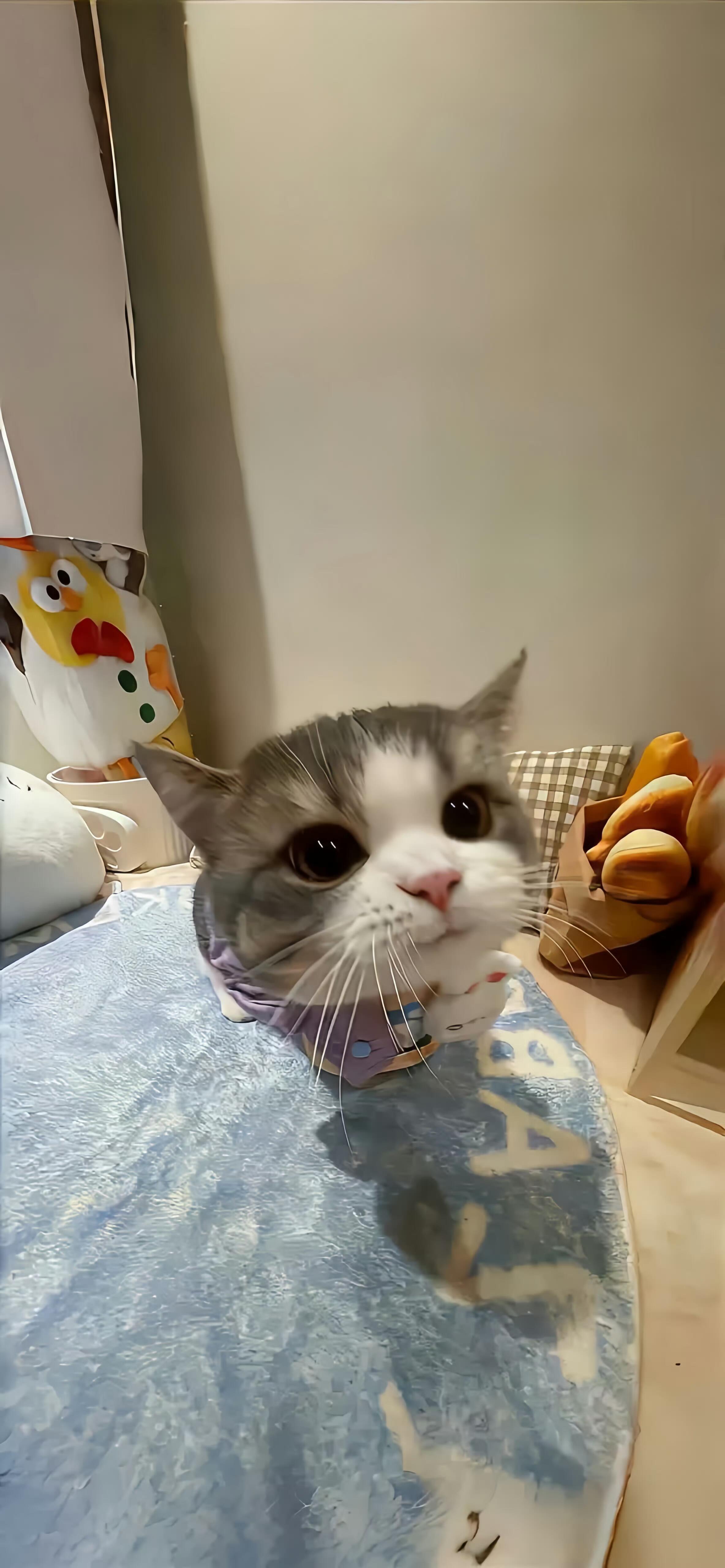 可爱猫咪锁屏壁纸