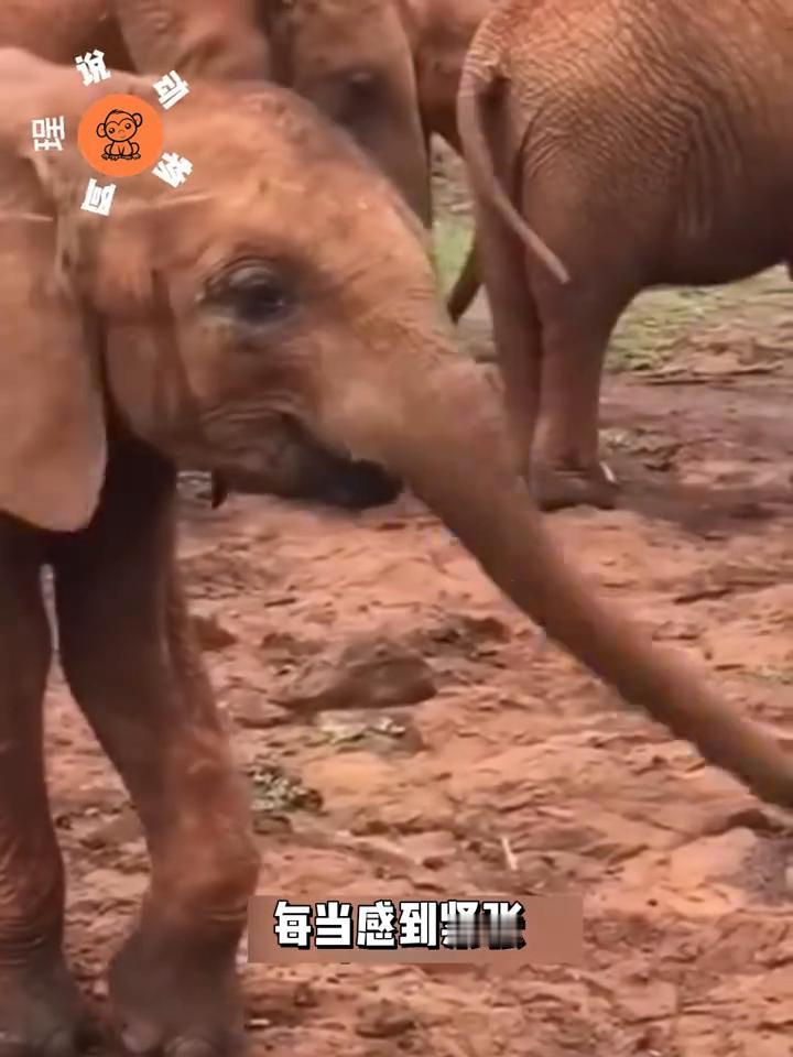 小象吸吮象鼻的模样像极了人类宝宝吸手指，这一幕简直萌化人心。对幼象而言，这不仅是