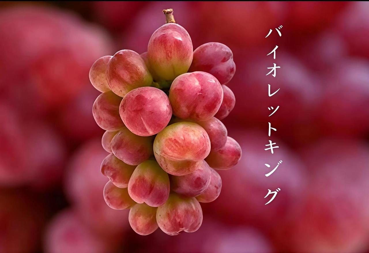 号称“拥有最高平衡感”的葡萄 —— “バイオレットキング（Violet King