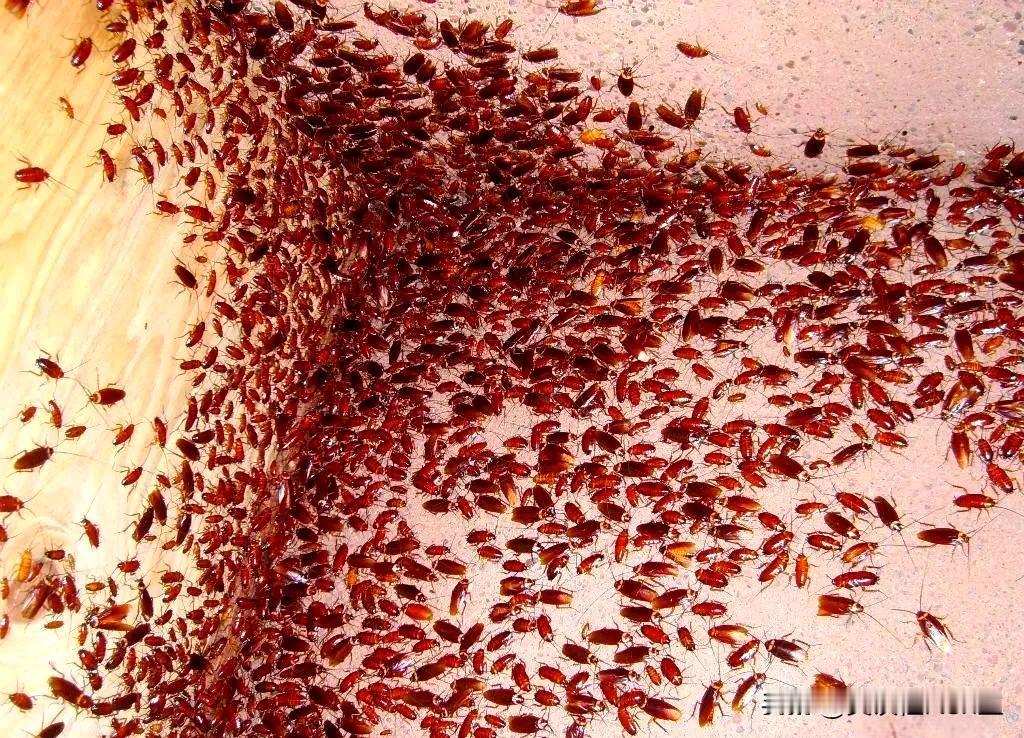 四大害都有哪些？当然是老鼠、蚊子、苍蝇、蟑螂。

咱们再来科普一个知识点：它们都