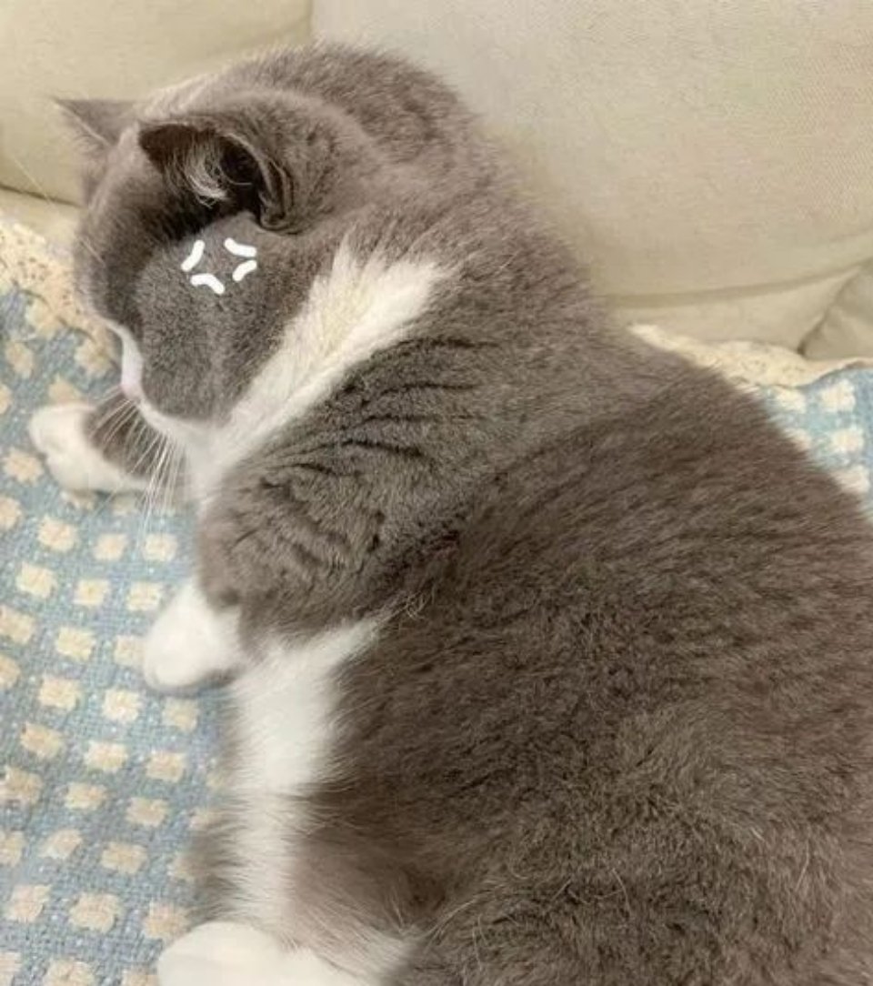 猫咪：宝宝你是个胖猫猫 