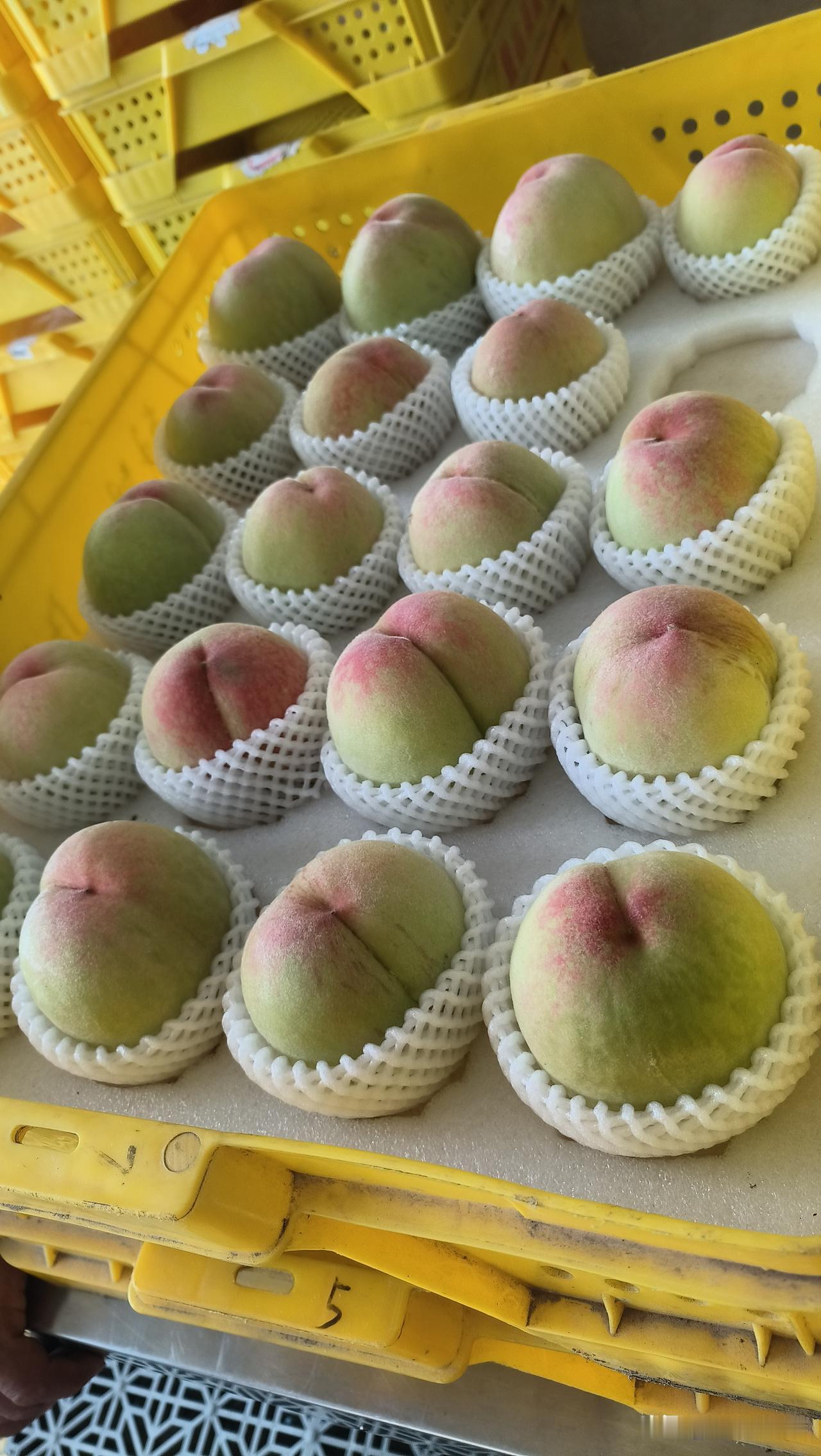 收桃！继续收桃，今天来了胖胖的年轻女子，请了帮工，这阿丽干活要轻松点了吧？这年轻