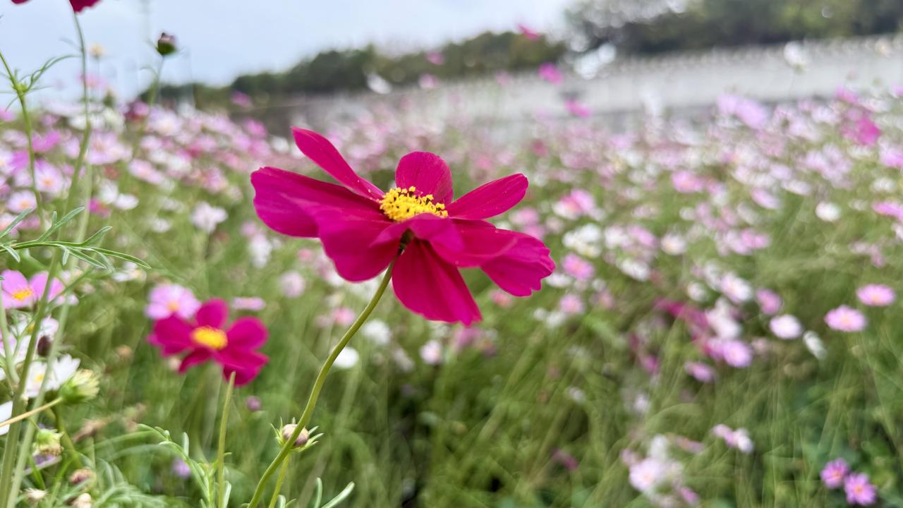 发一张你相册最近拍的花还行吧