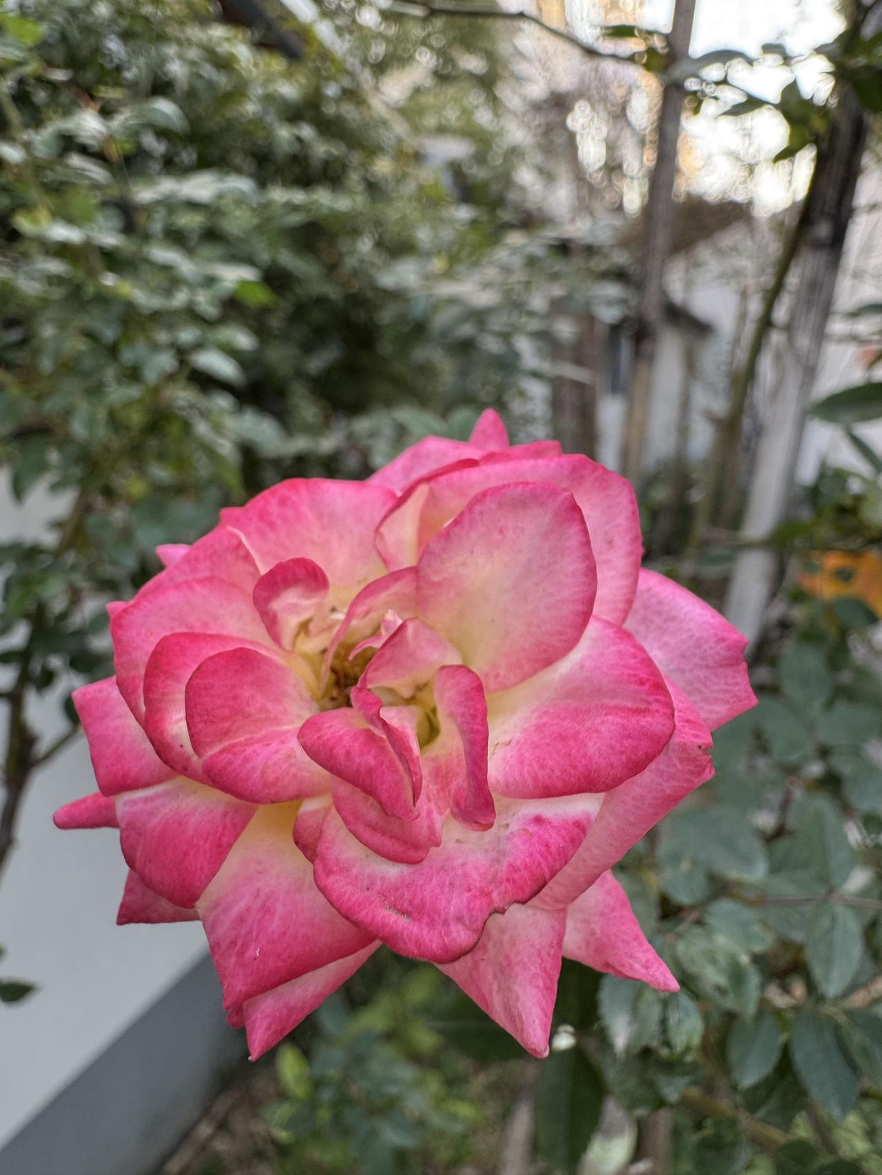 晒出你拍的月季花月季花都快凋谢了!