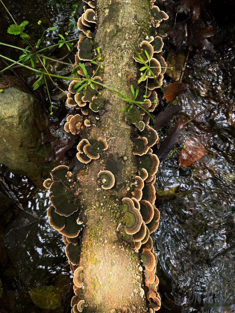 云芝栓菌，还怪好看哩 南京