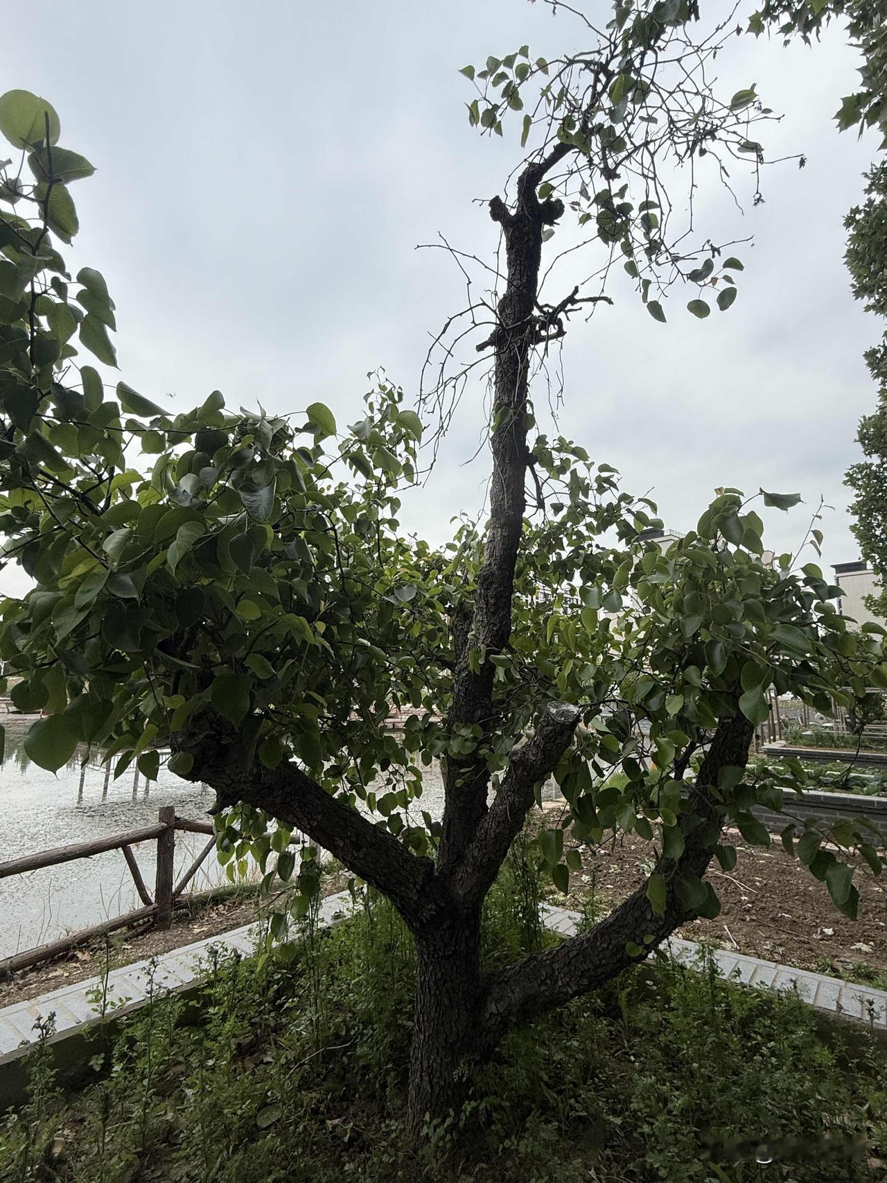 【小对联】
上：投奔；
下：……？