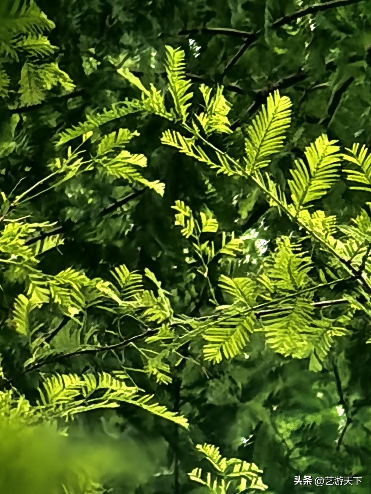五龙潭水杉
