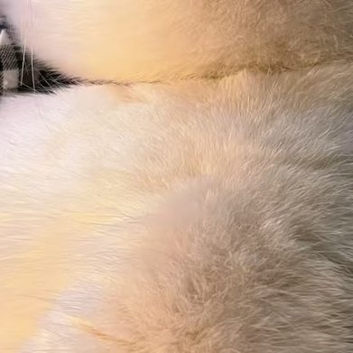 侧脸绝了咪的天真是圆滚滚一小猪宝软乎乎呆呆的有点可爱到犯规啦 