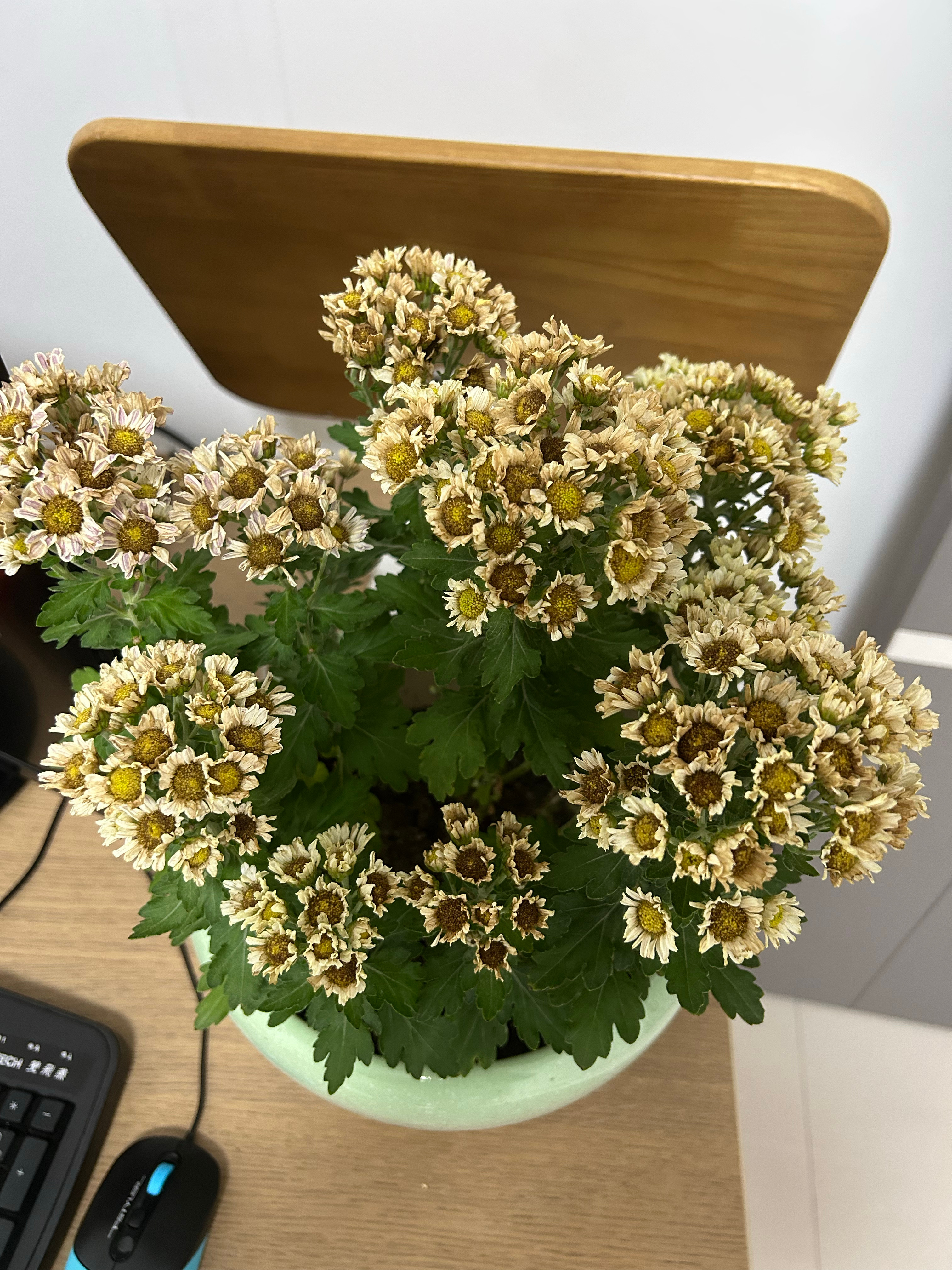 小菊花开始枯萎了[泪] ​​​