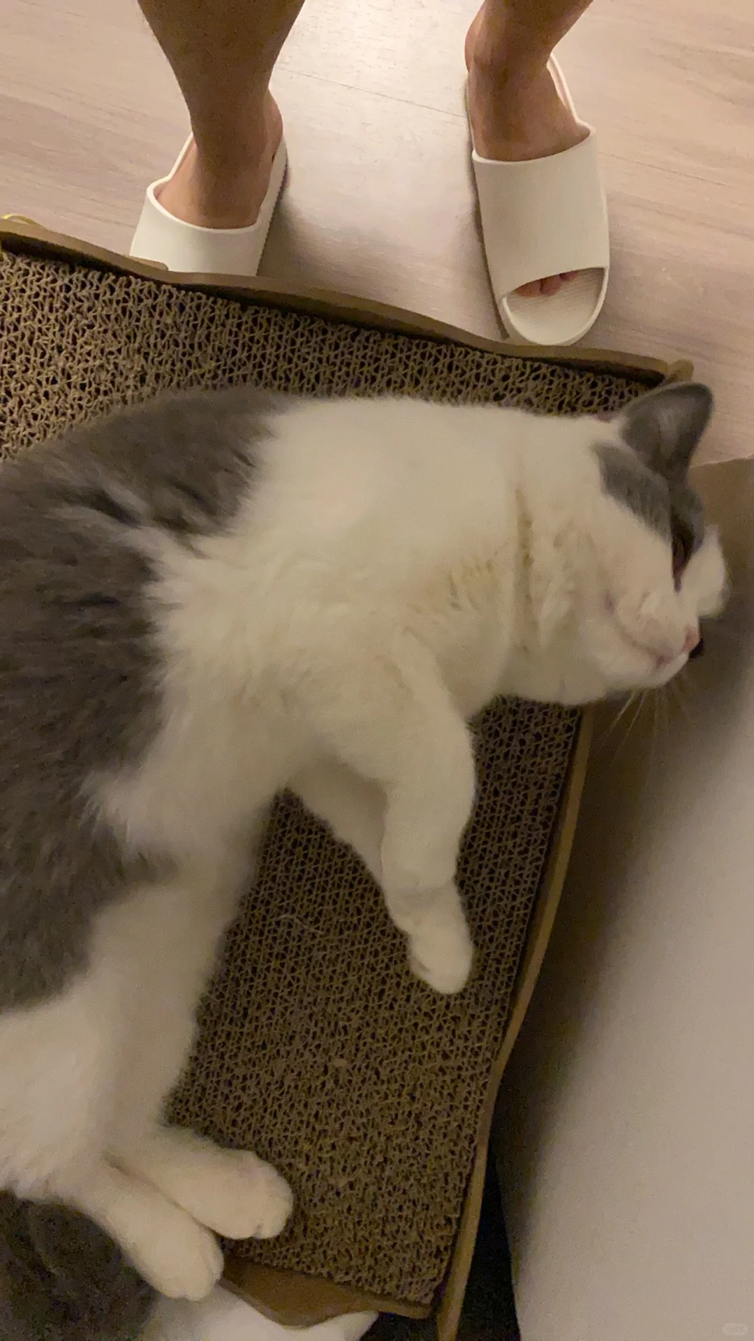 猫猫我啊太舒服了