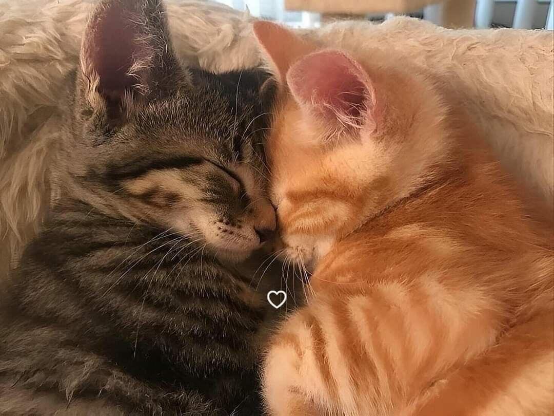 us 