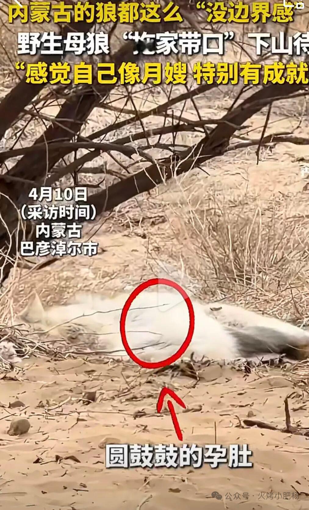 动物对人得有多信任，才敢把命交出来。这画面，暖哭了！野生母狼怀孕后主动到保护站待