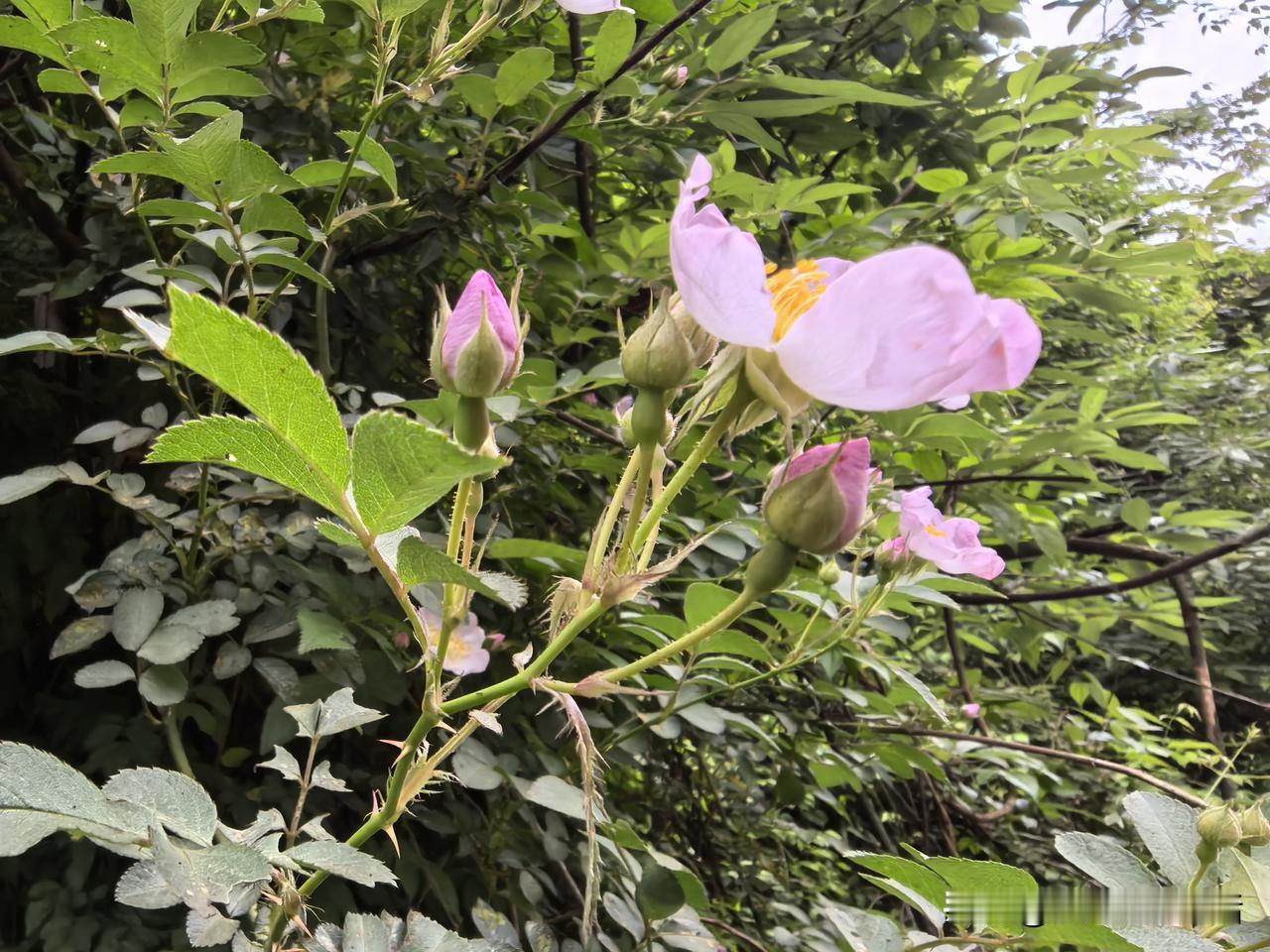外出遛弯在路边看见一丛野蔷薇正开得灿烂，这个花和别人养在花盆里的花是不一样的。哪