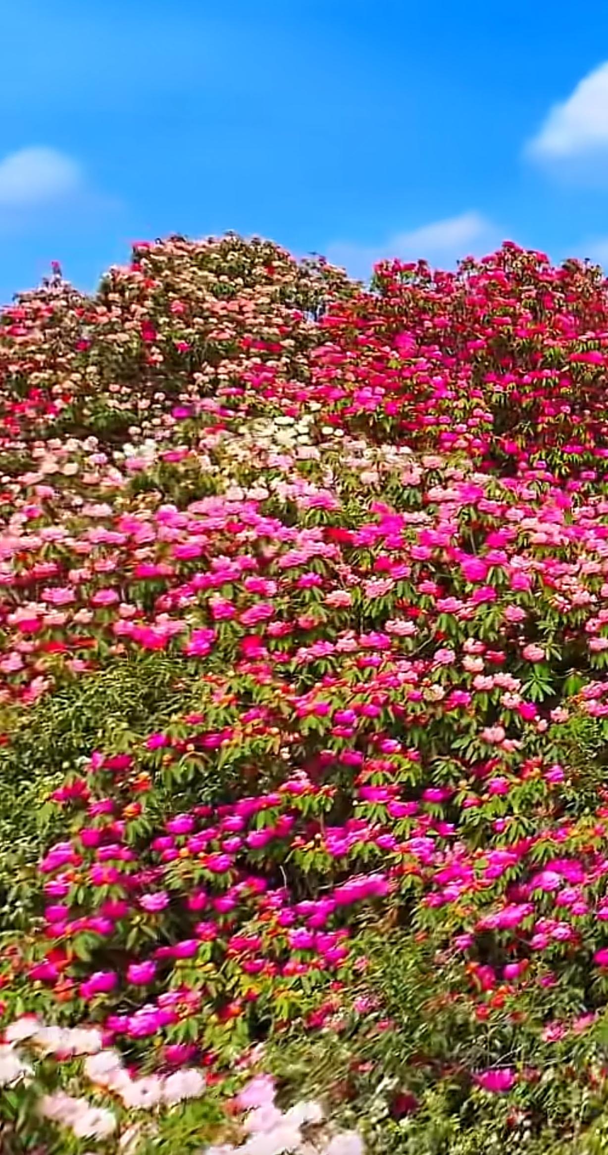 春天来了，花开了，真是鸟语花香的好时节！就像聊城凤凰苑植物园，春光明媚，处处都弥