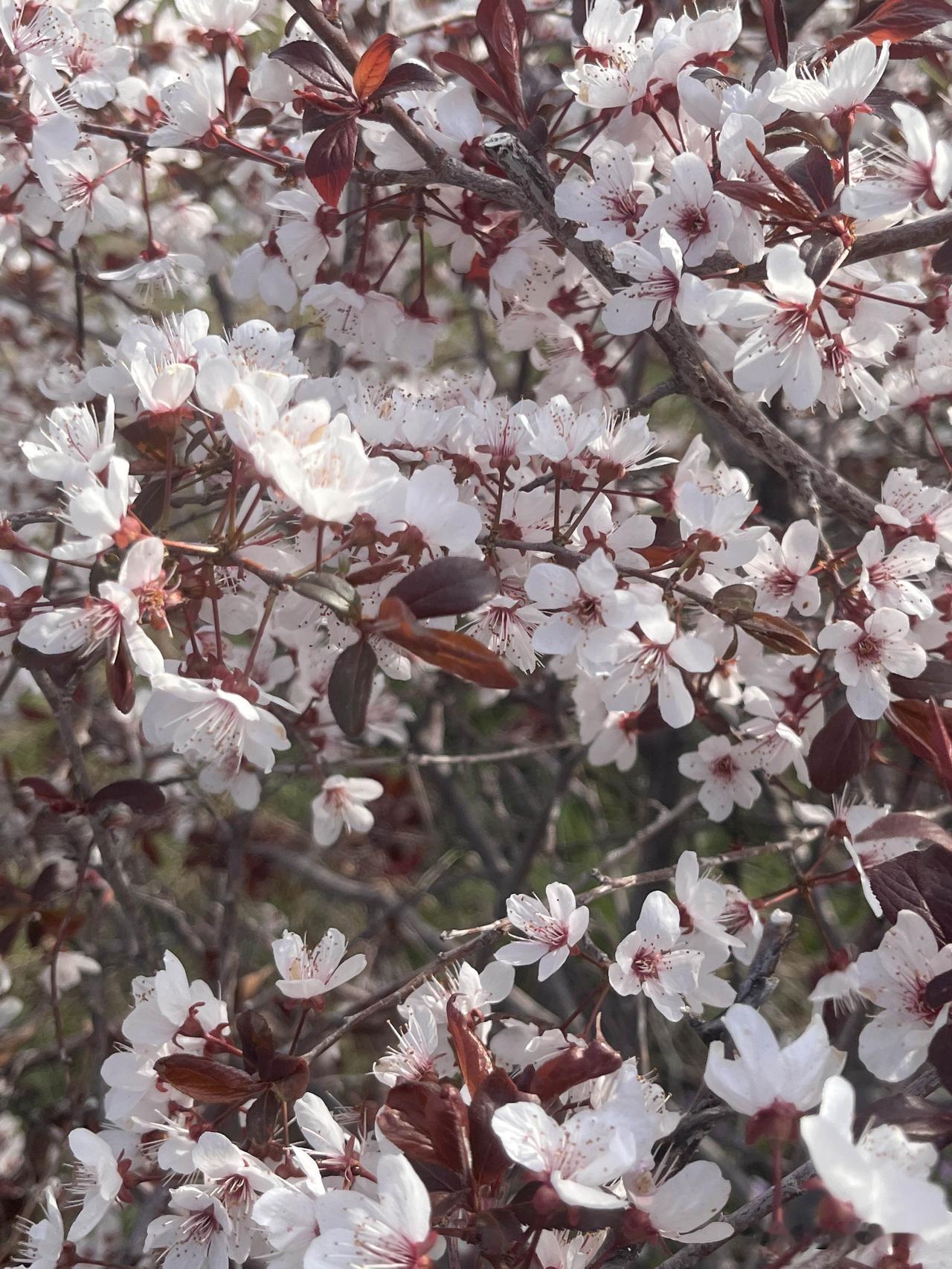 蓝天白云，树木鸟叫，清晨的风，轻轻掠过心间，新的一天又开始了，在一个甜蜜的梦中醒