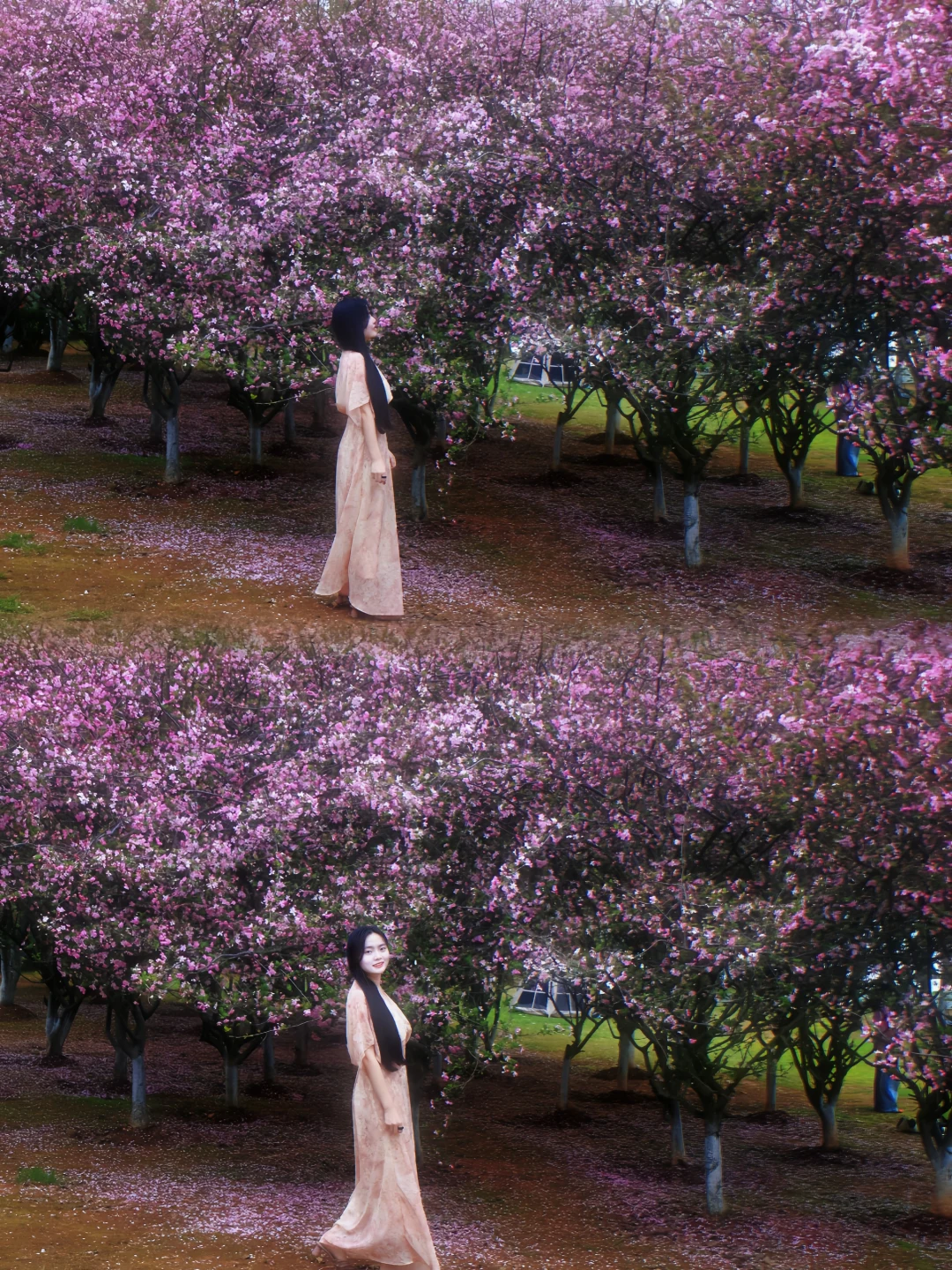 南昌海棠花海已盛开🌸